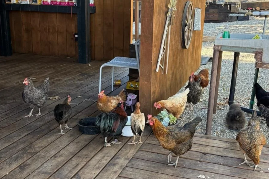 Various chickens and roosters on a wooden porch near a wooden post and in a farming area.