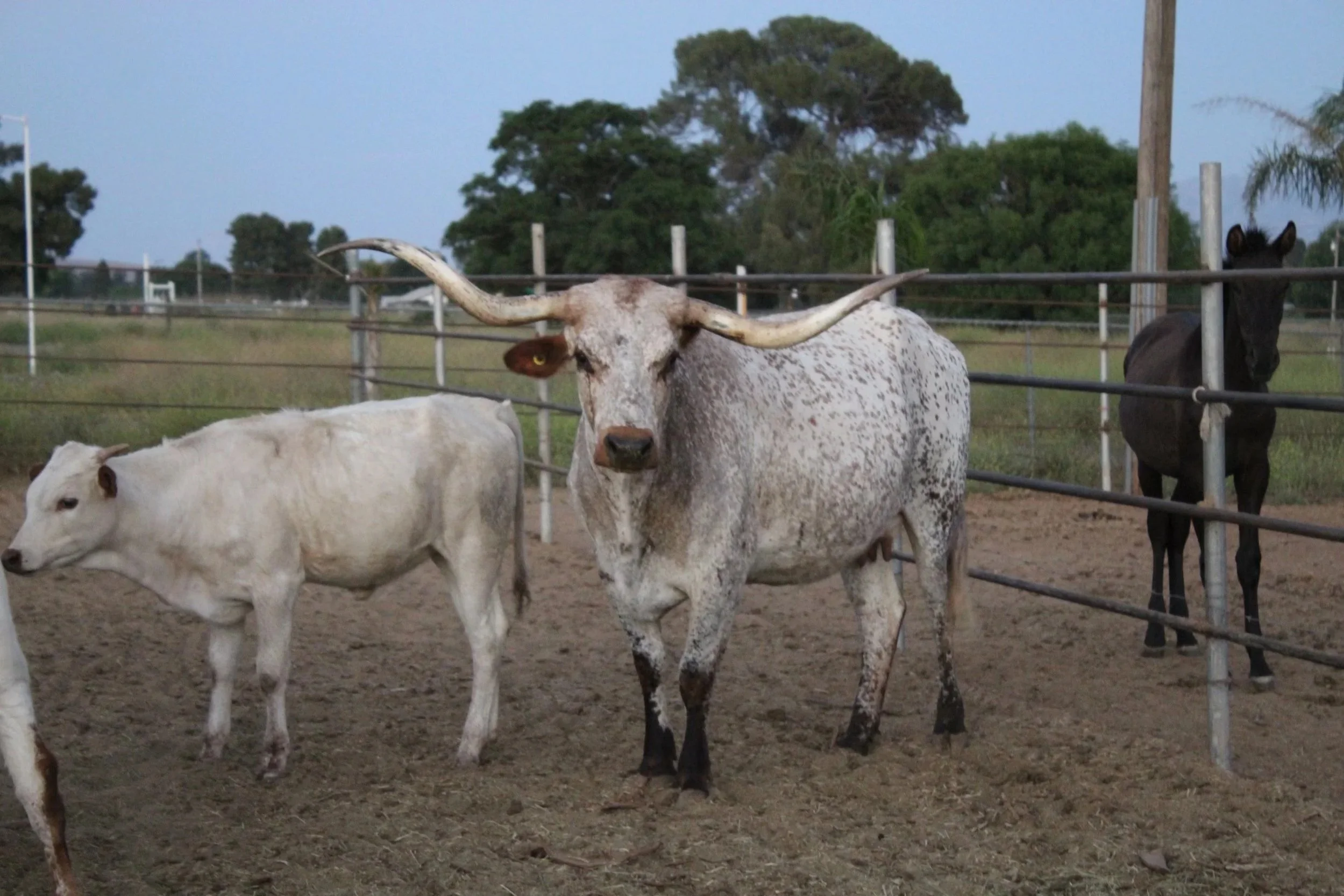 A cattle ranch with three cows and a black horse behind a metal fence, trees in the background, and a clear sky.