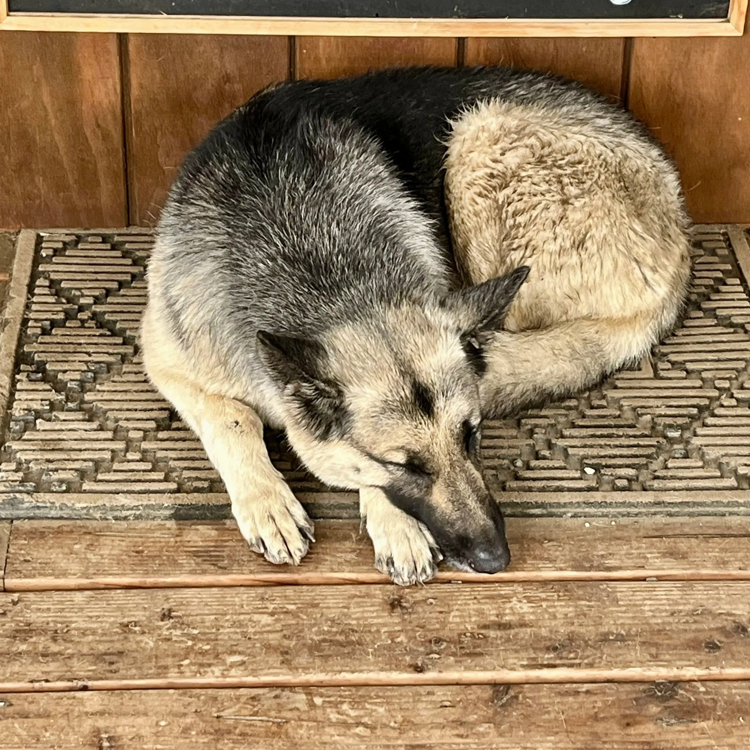 A German Shepherd dog with black, gray, and white fur lying on a wooden grate floor in front of a wooden wall.