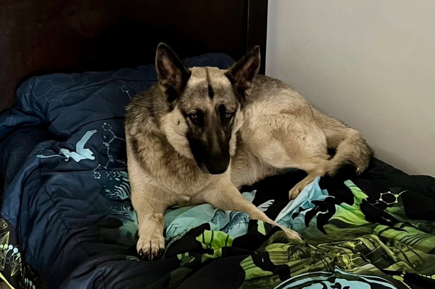 A seated German Shepherd dog lying on a bed with a blue and green patterned comforter.