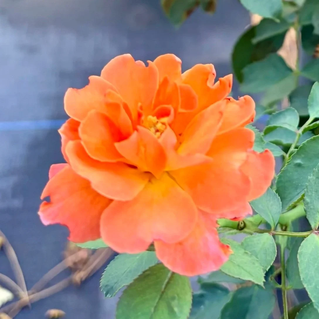 Close-up of an orange rose with green leaves against a dark background.