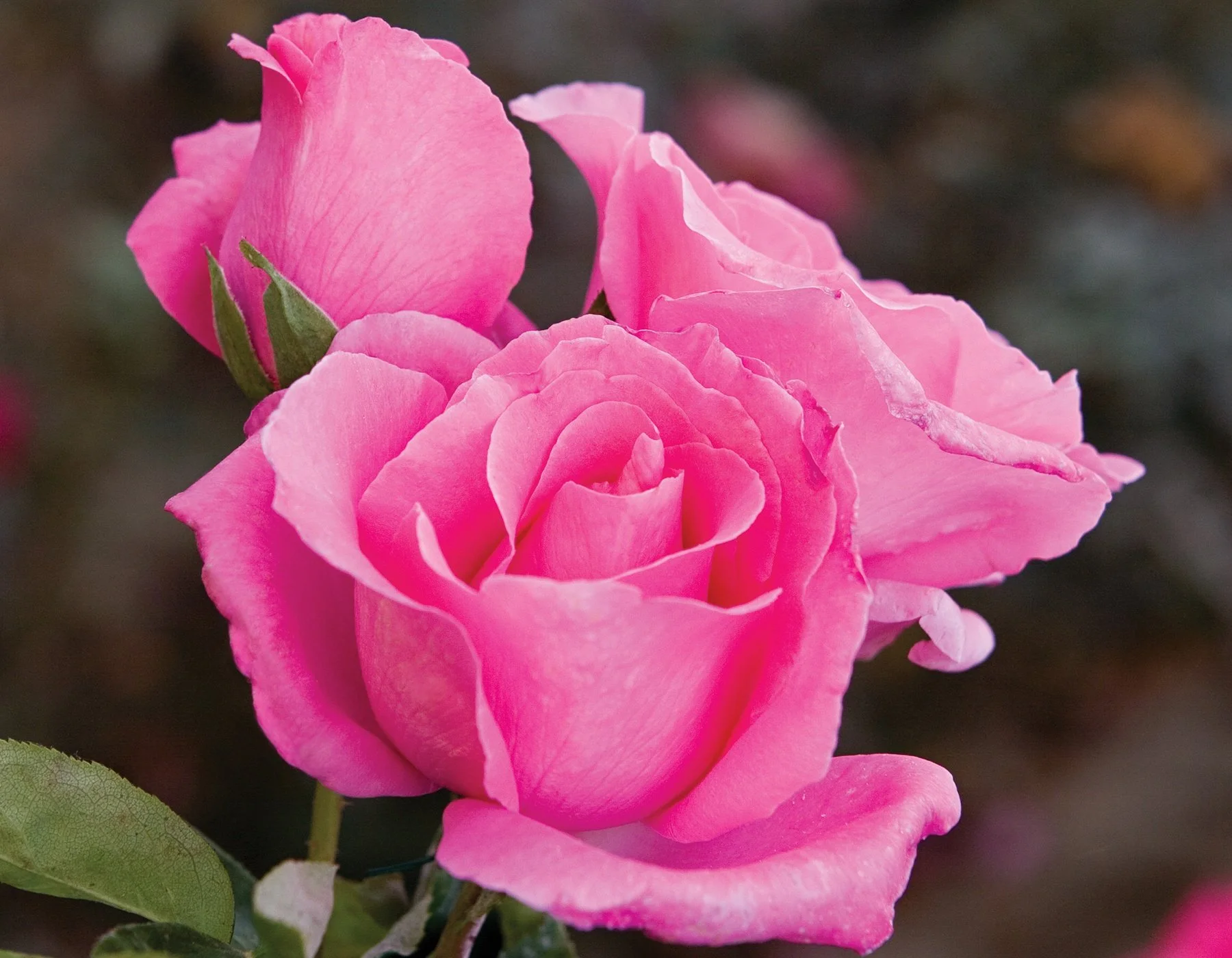 The McCartney Rose™