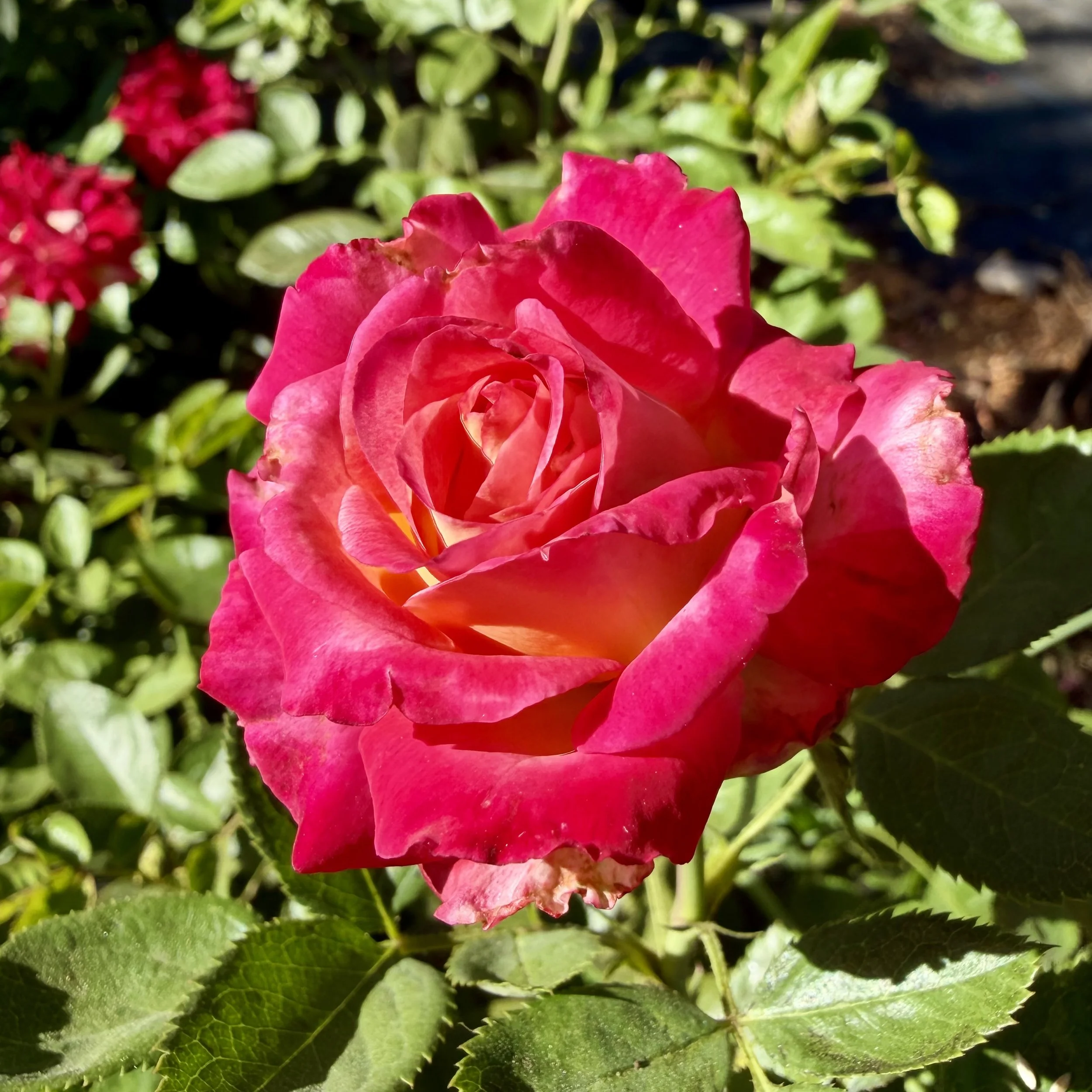 IMG_8067.jpeg