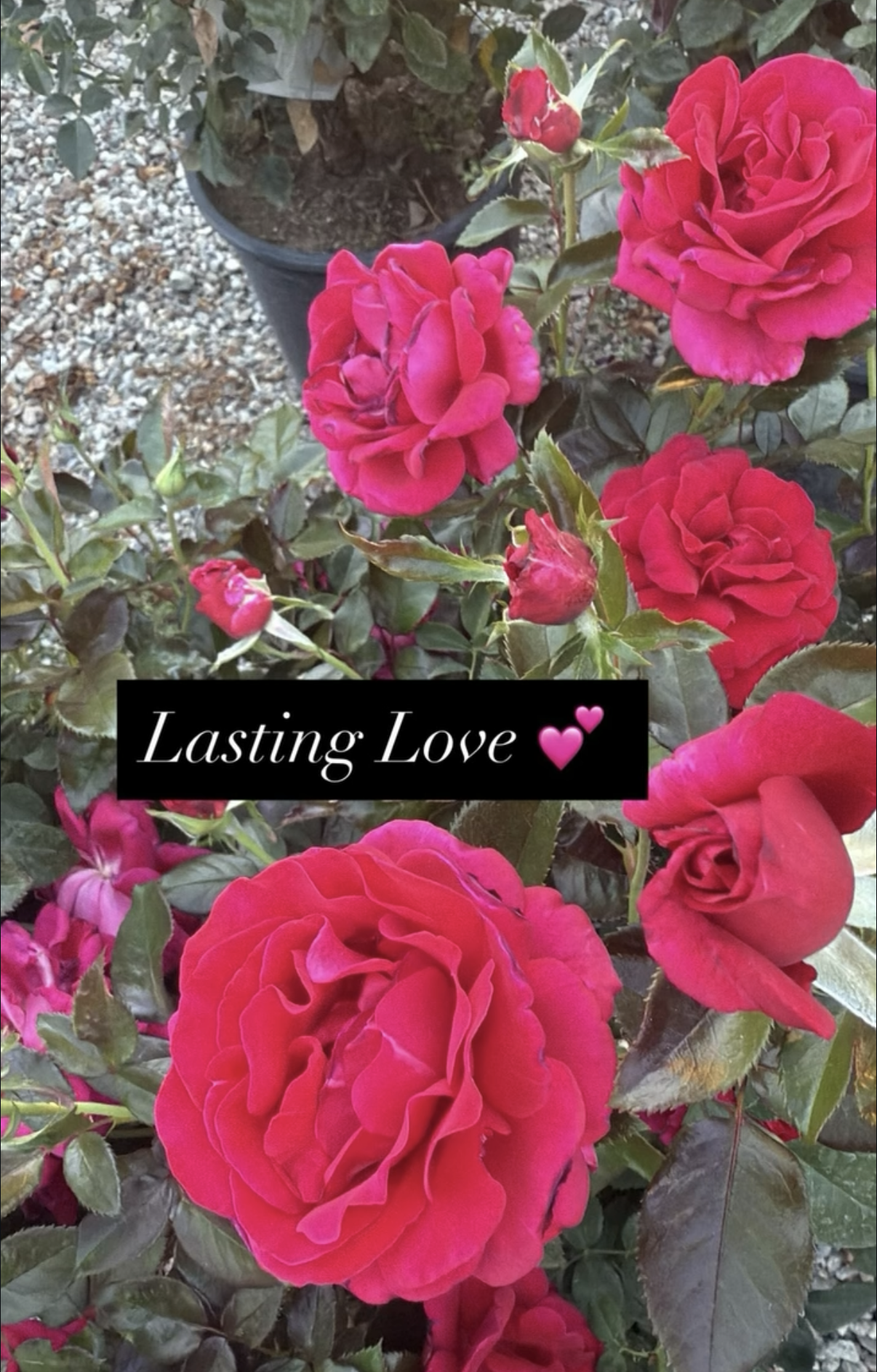 Red roses with green leaves in a garden, with a black rectangle overlay containing white text 'Lasting Love' and two pink heart emojis.