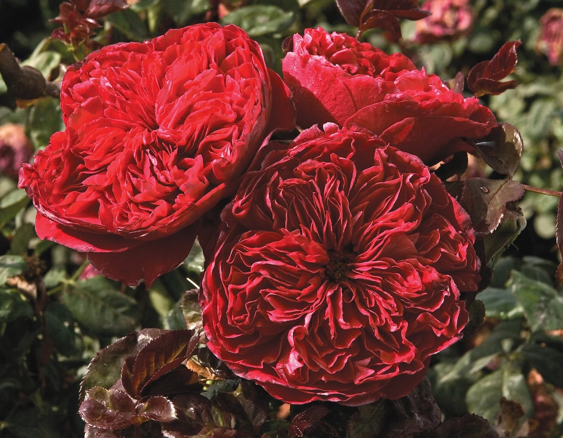 Rouge Royale™