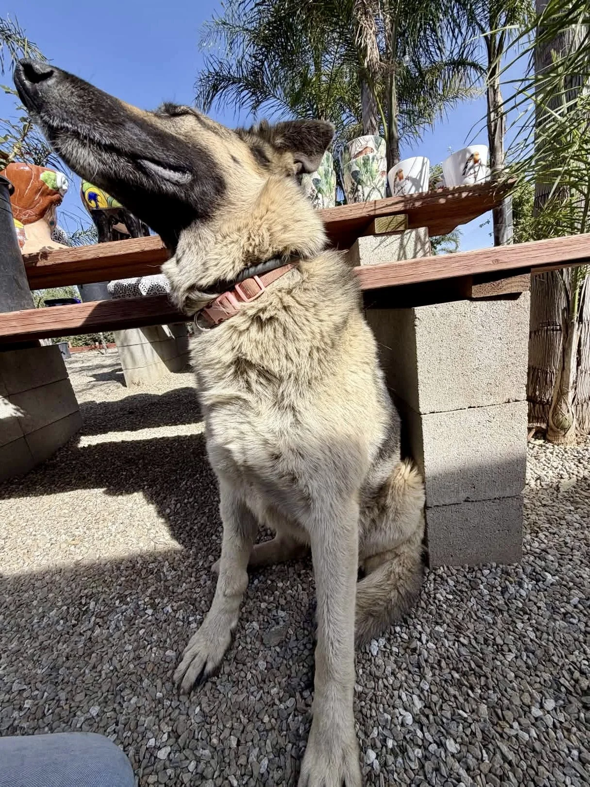 A German Shepherd  dog sitting on gravel with a pink collar, head tilted back, eyes closed, under a wooden table, with potted plants and a clear blue sky in the background.