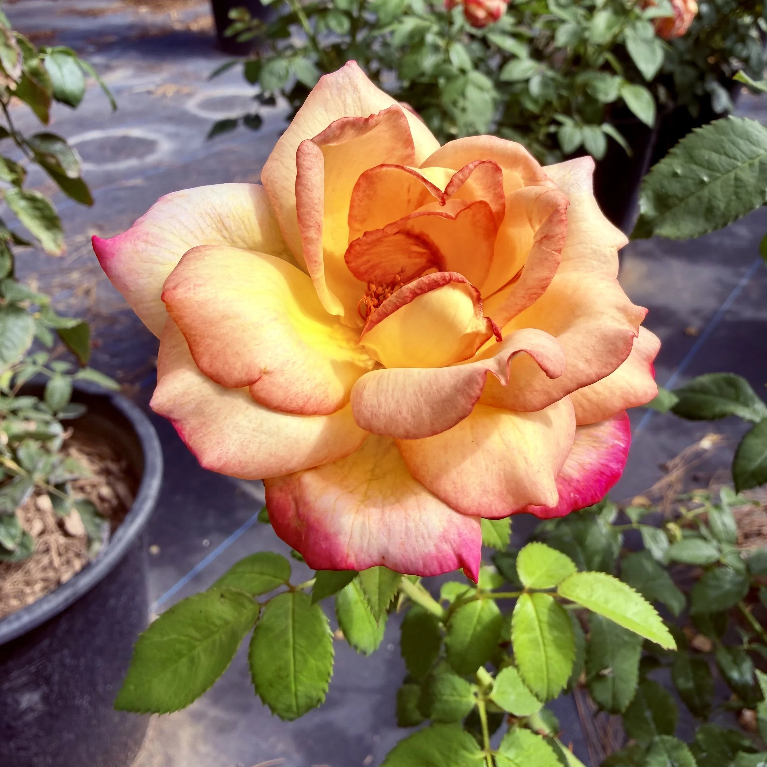 IMG_8199.jpeg