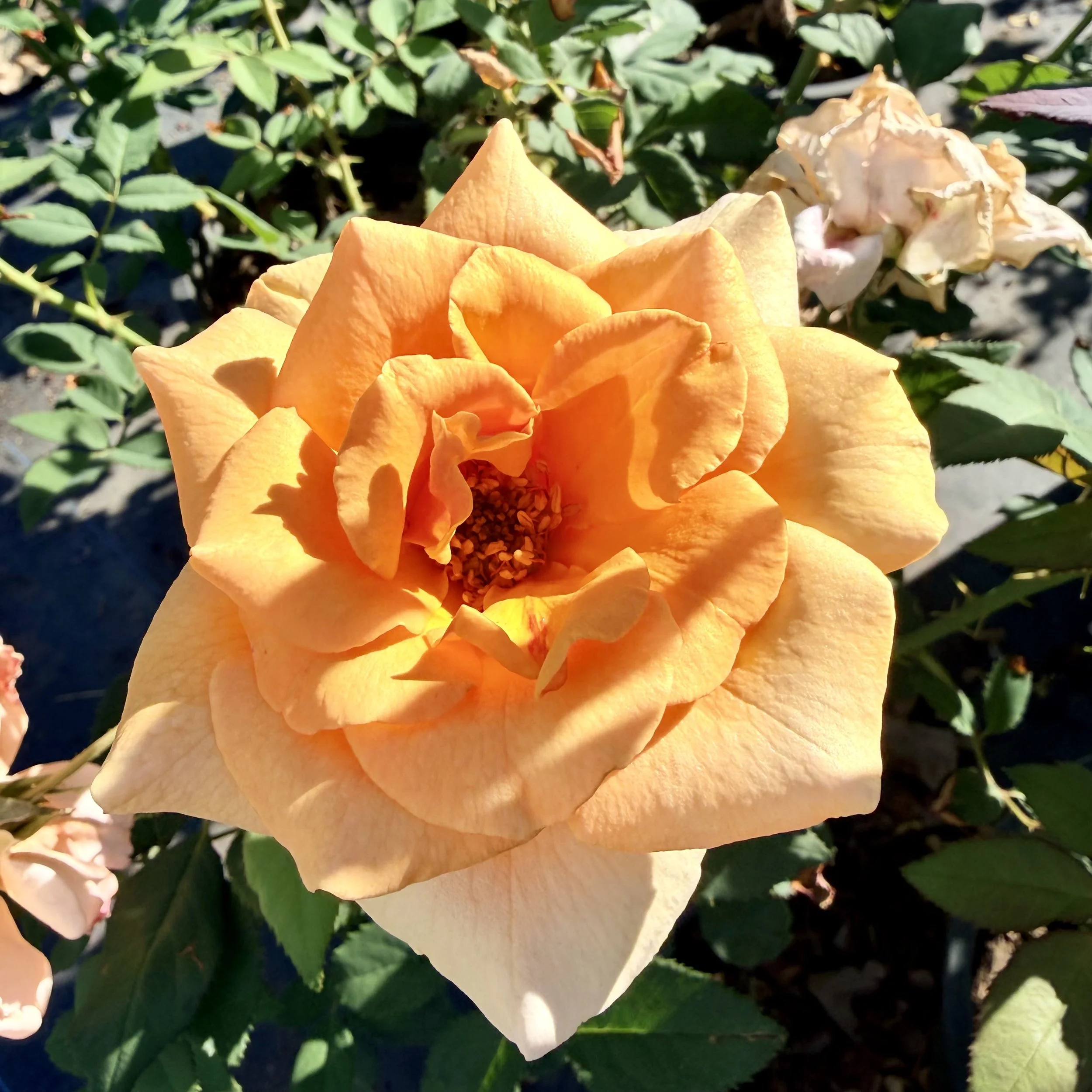IMG_8376.jpeg