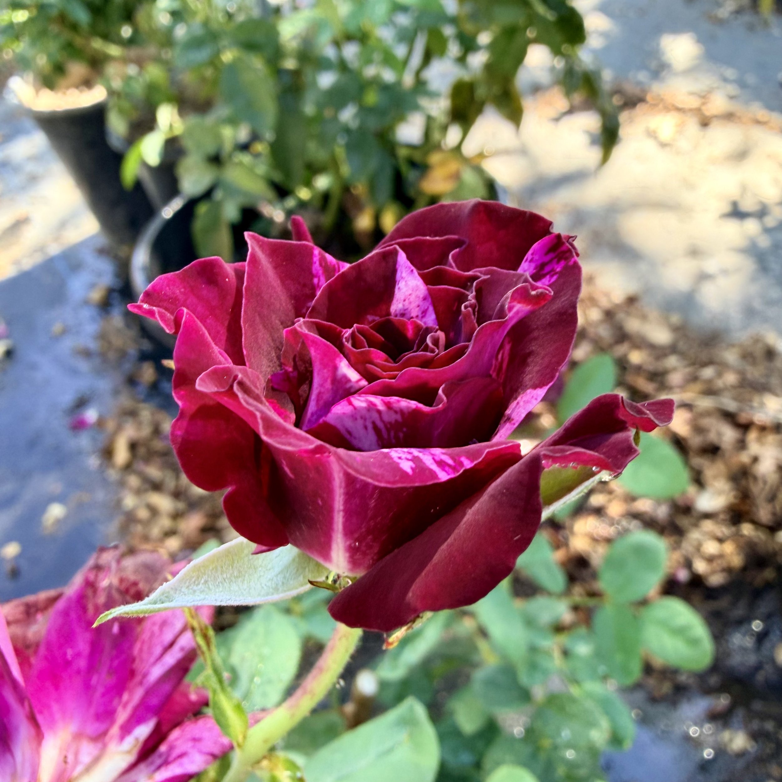 IMG_8223.jpeg