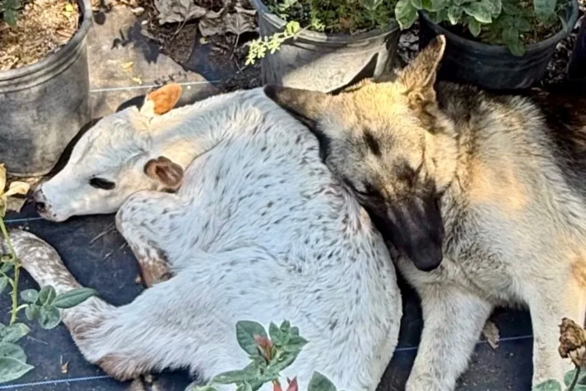 A puppy is sleeping with a calf on a garden ground surrounded by potted plants.