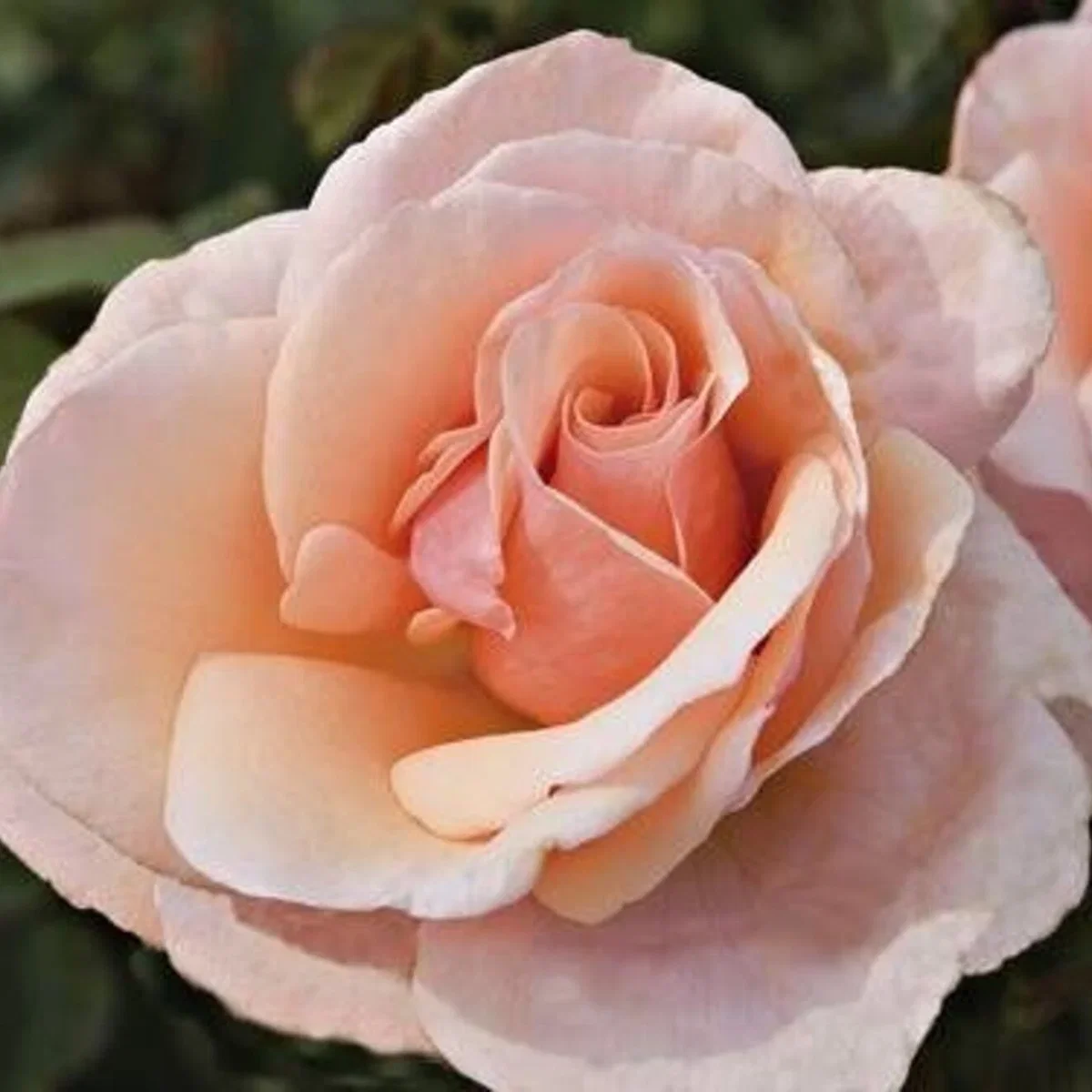 Mother of Pearl®
