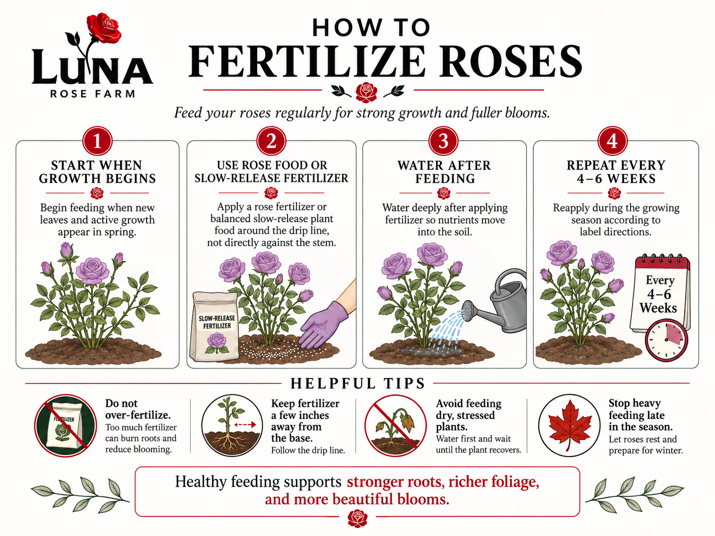 Infographic titled 'How to Fertilize Roses' with four steps, illustrations of roses, and tips on rose fertilization at Luna Rose Farm.
