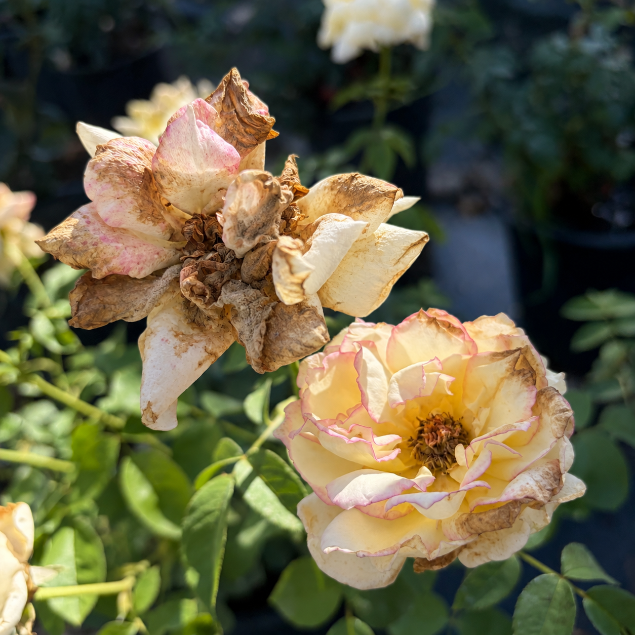 Two roses, one blooming and one wilted, surrounded by green leaves.