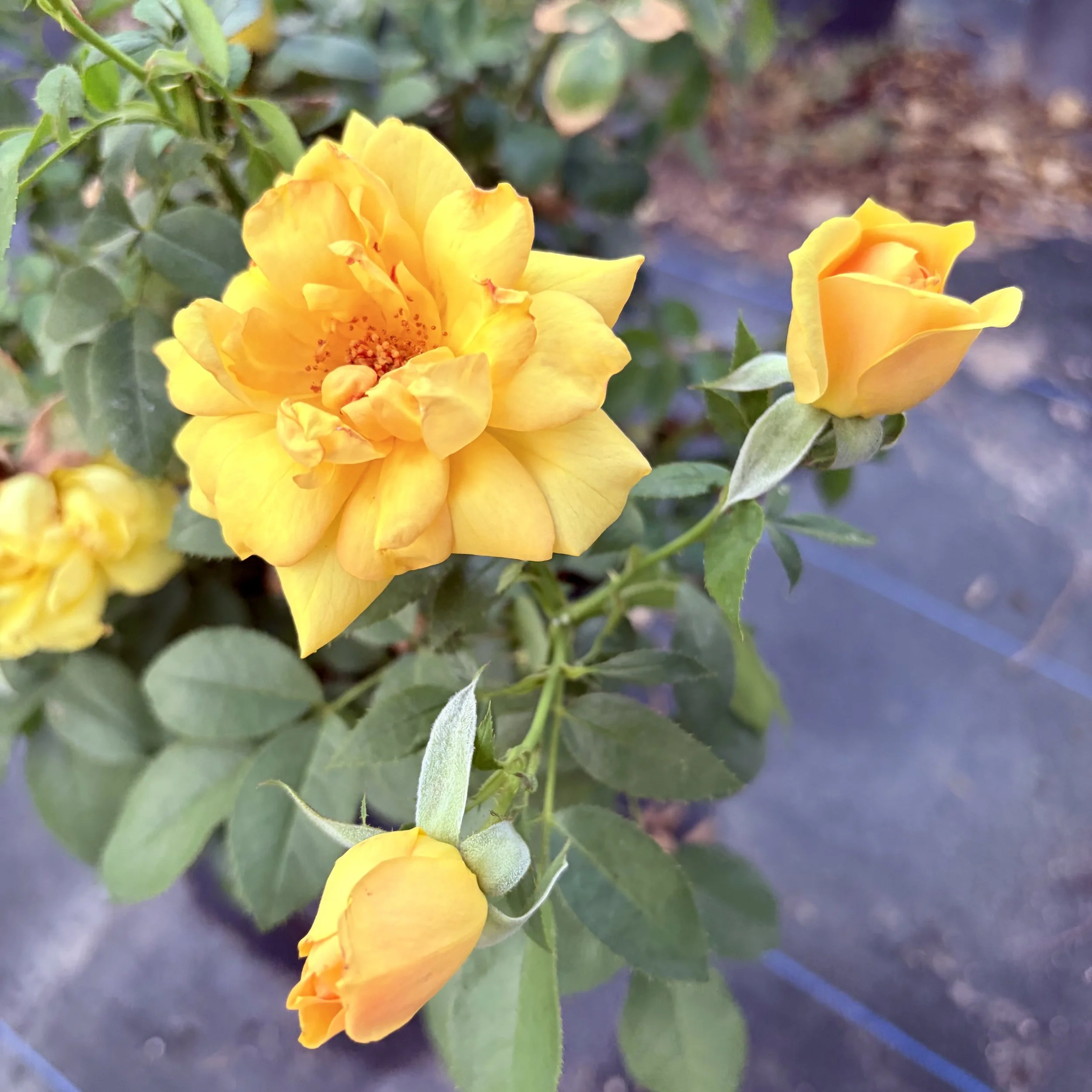 Close-up of yellow roses with green leaves against a blurred background.