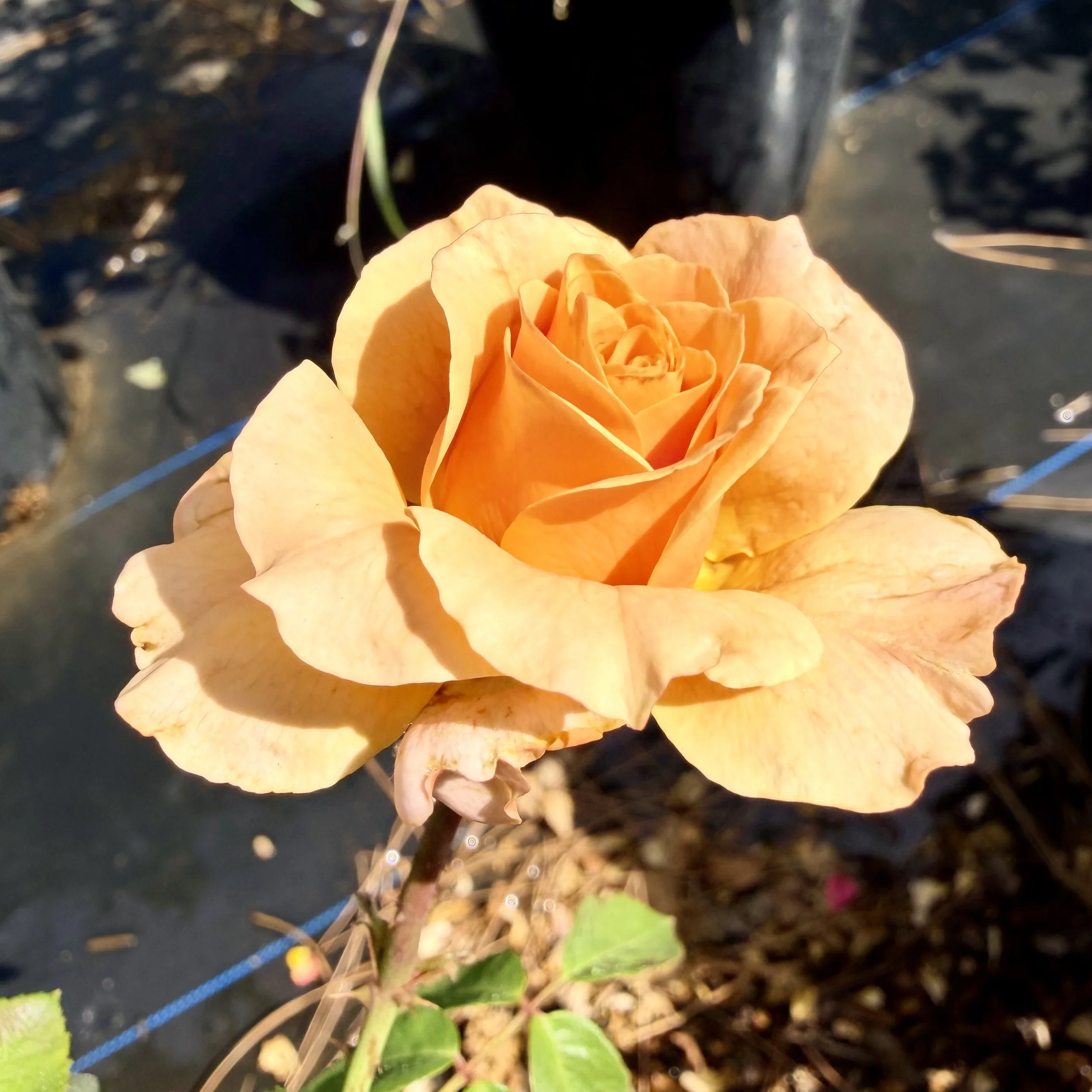 IMG_8653.jpeg