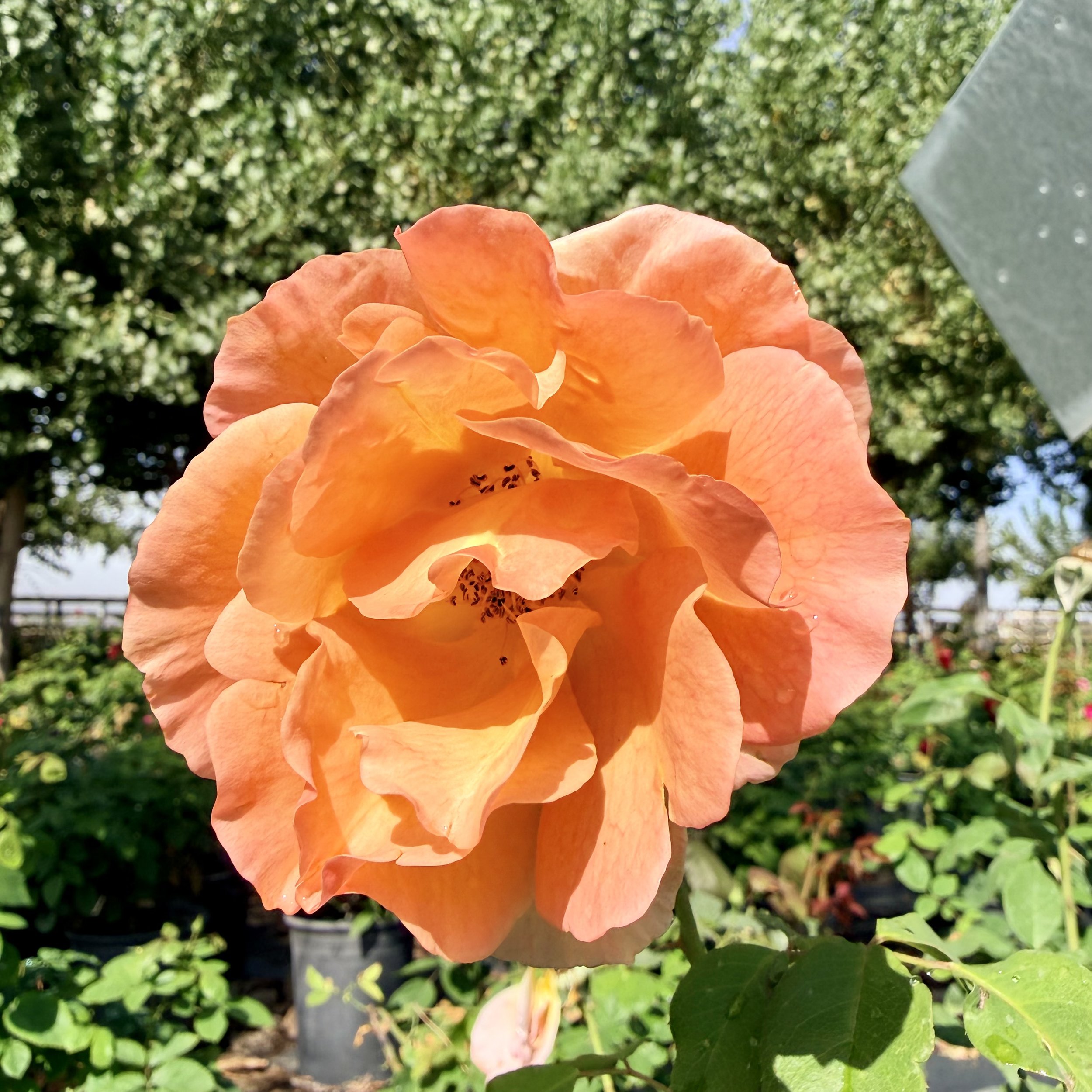 IMG_8547.jpeg