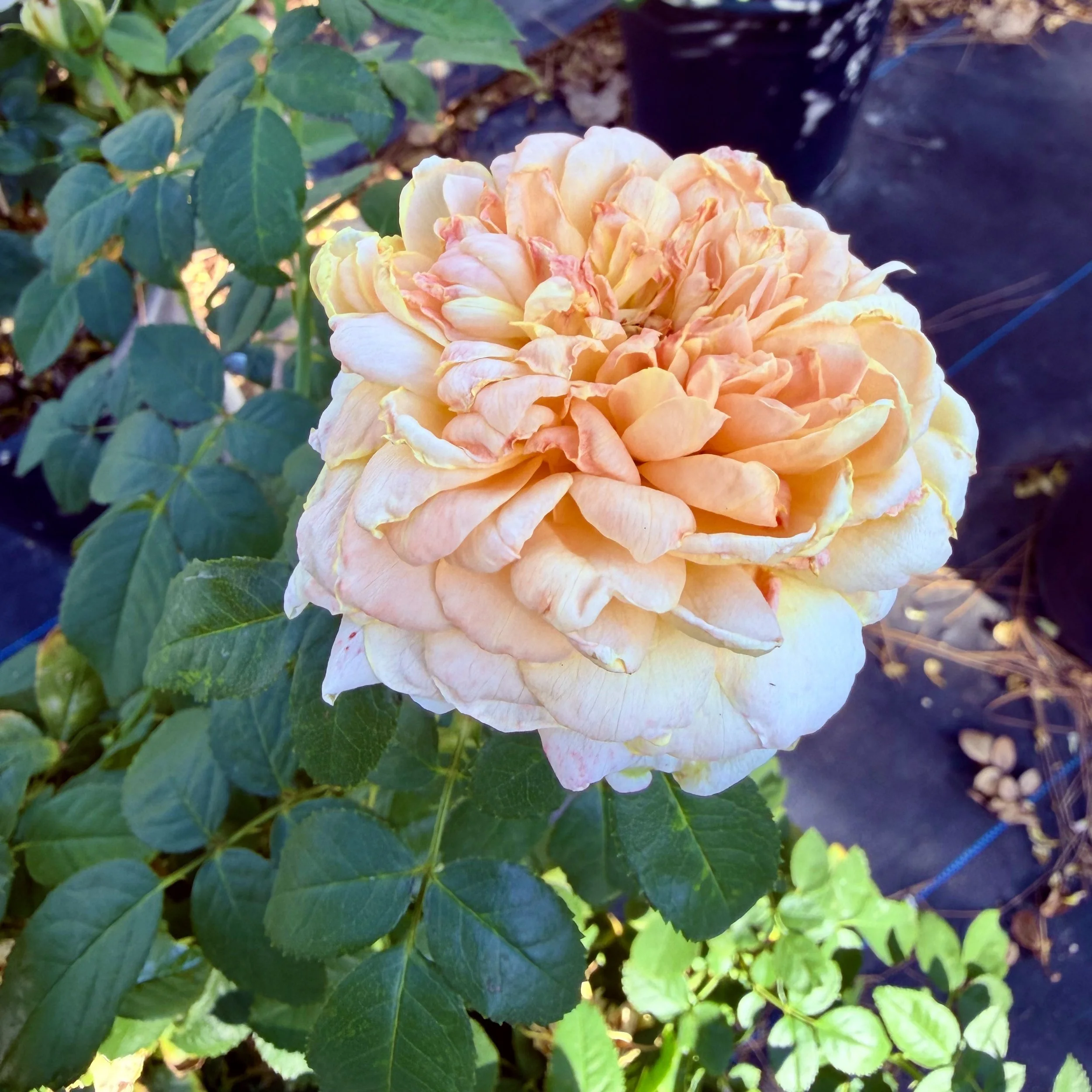 A large peach-colored rose in full bloom surrounded by green leaves, with soil visible in the background.