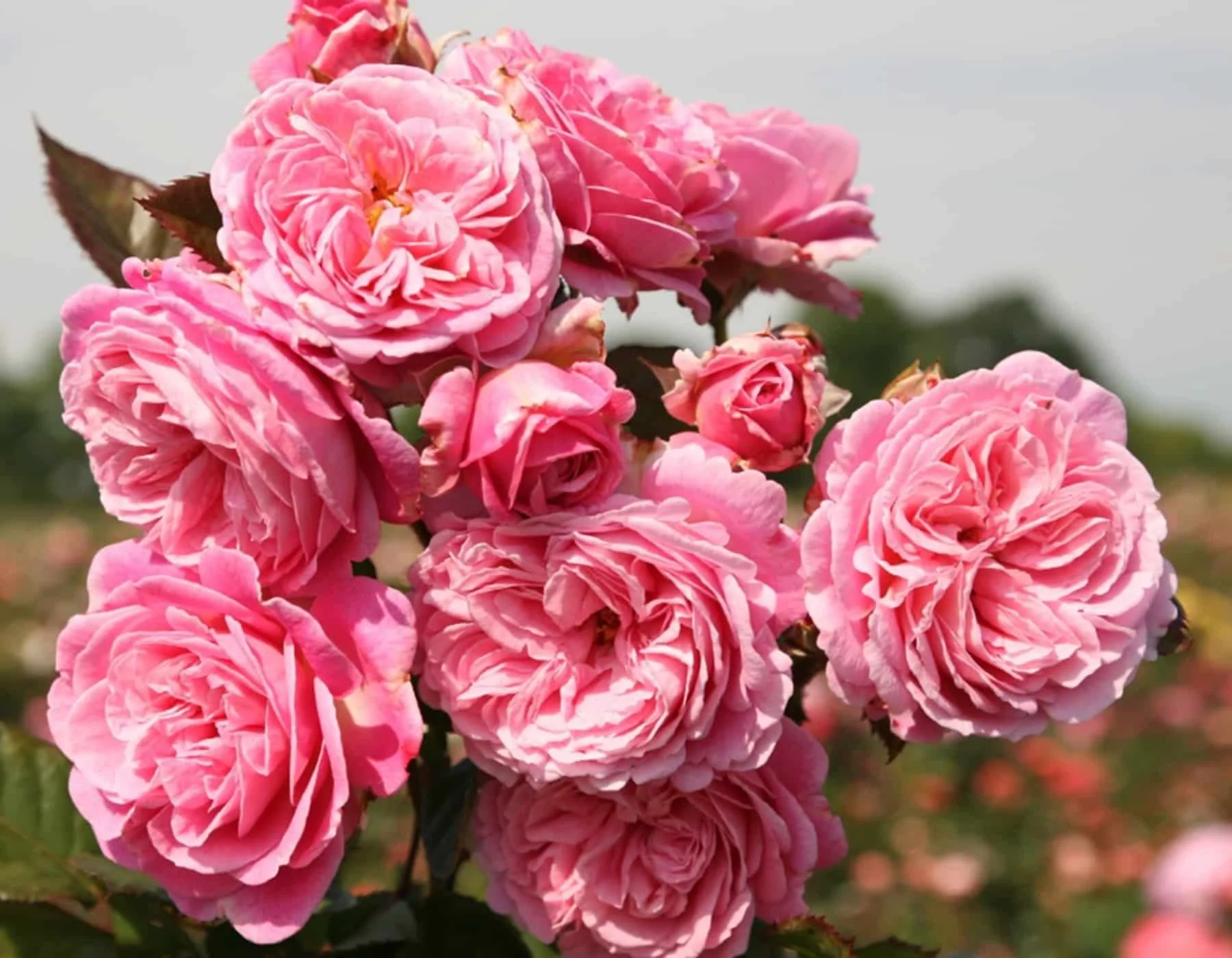 Parfuma® Summer Romance™