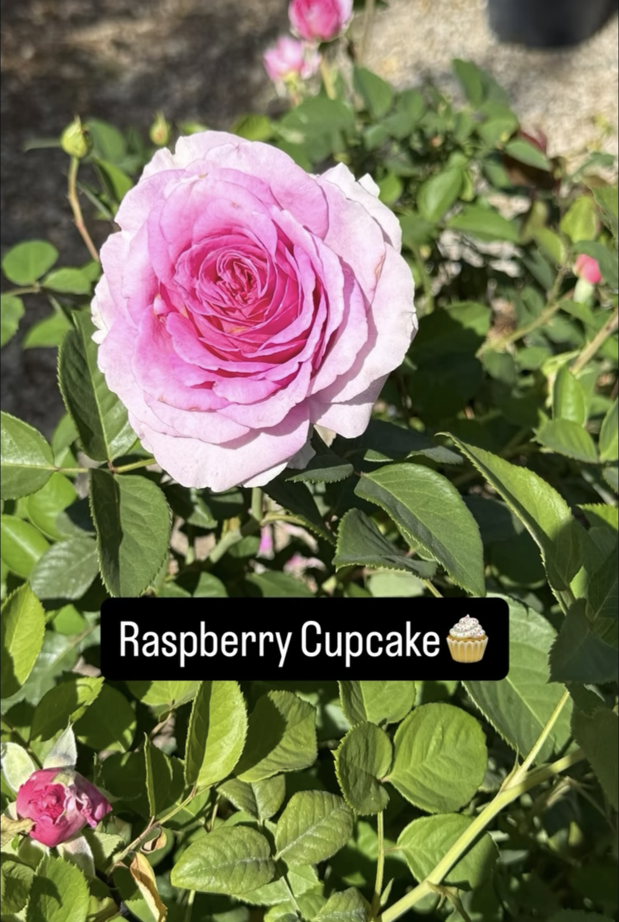 Pink rose in bloom with green leaves and small buds around it, labeled as 'Raspberry Cupcake' with a cupcake emoji.
