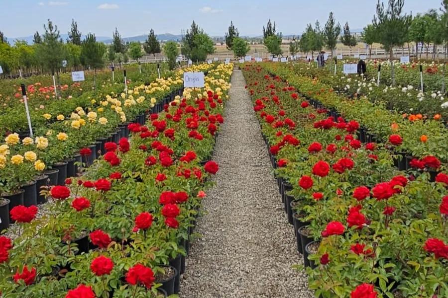 Rows of potted red and yellow flowers in a garden or nursery with a gravel pathway in the center and trees in the background.