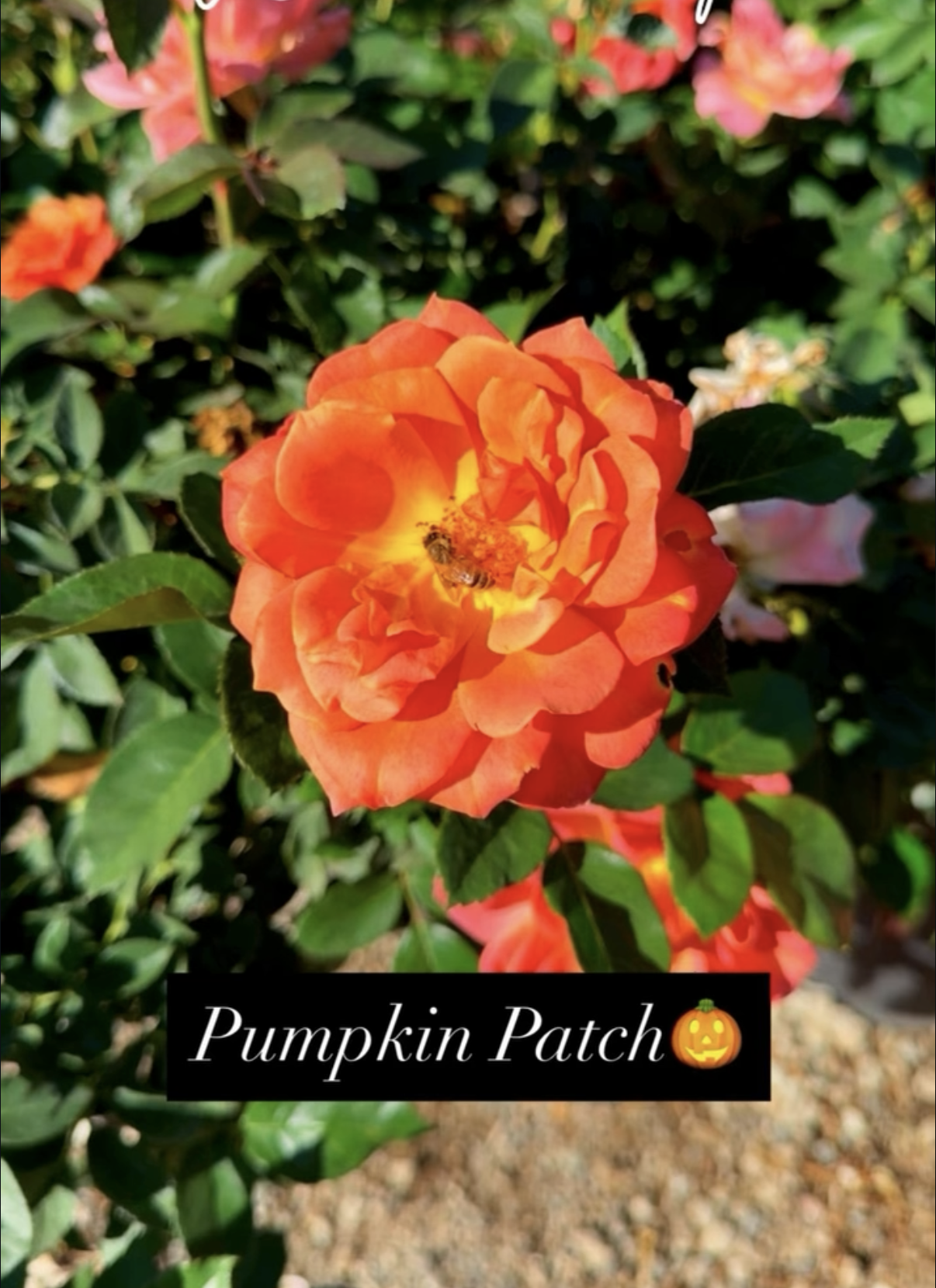 Close-up of a vibrant orange and yellow rose with a bee collecting nectar, surrounded by lush green leaves and other roses in the background, with a caption 'Pumpkin Patch' and a pumpkin emoji.