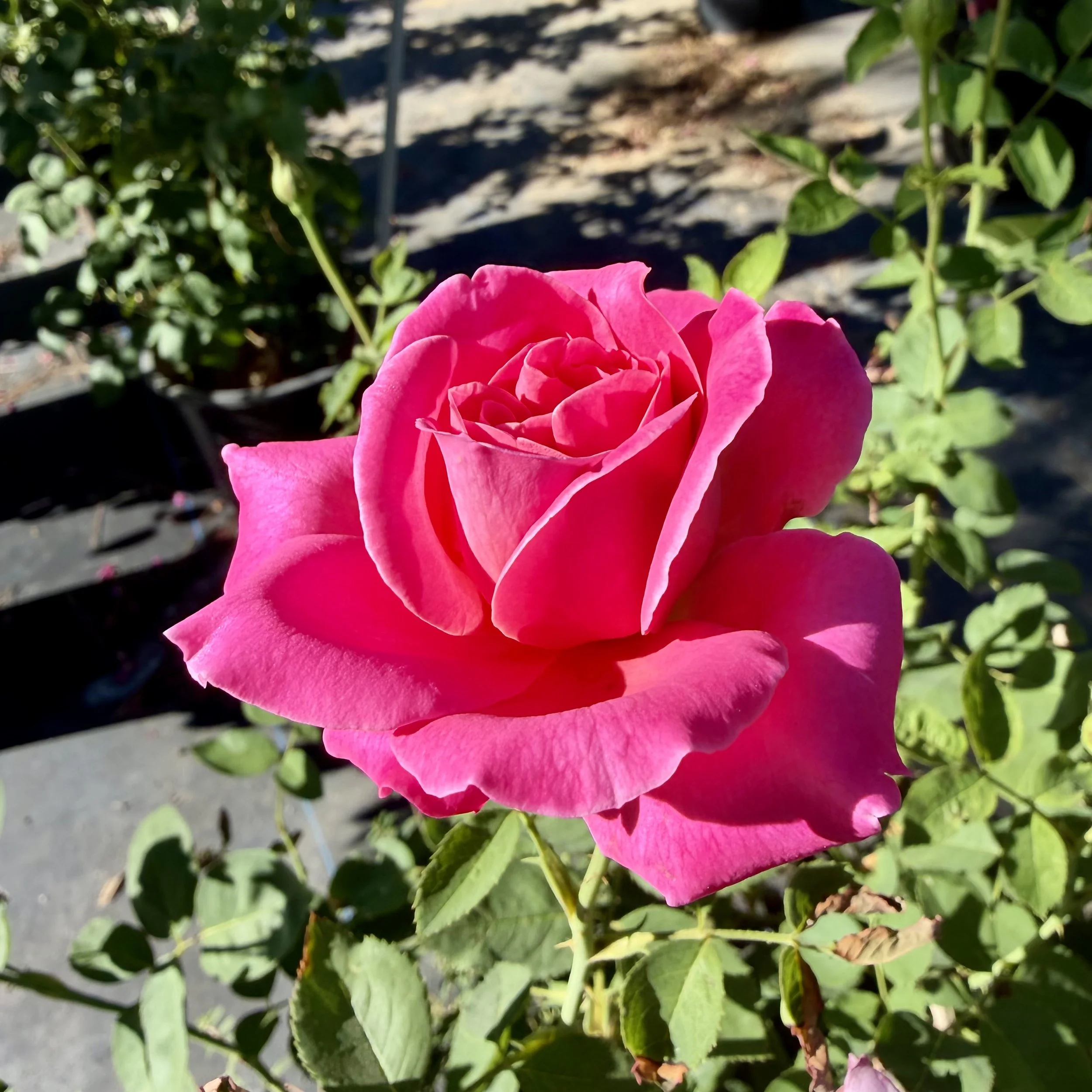 IMG_8059.jpeg