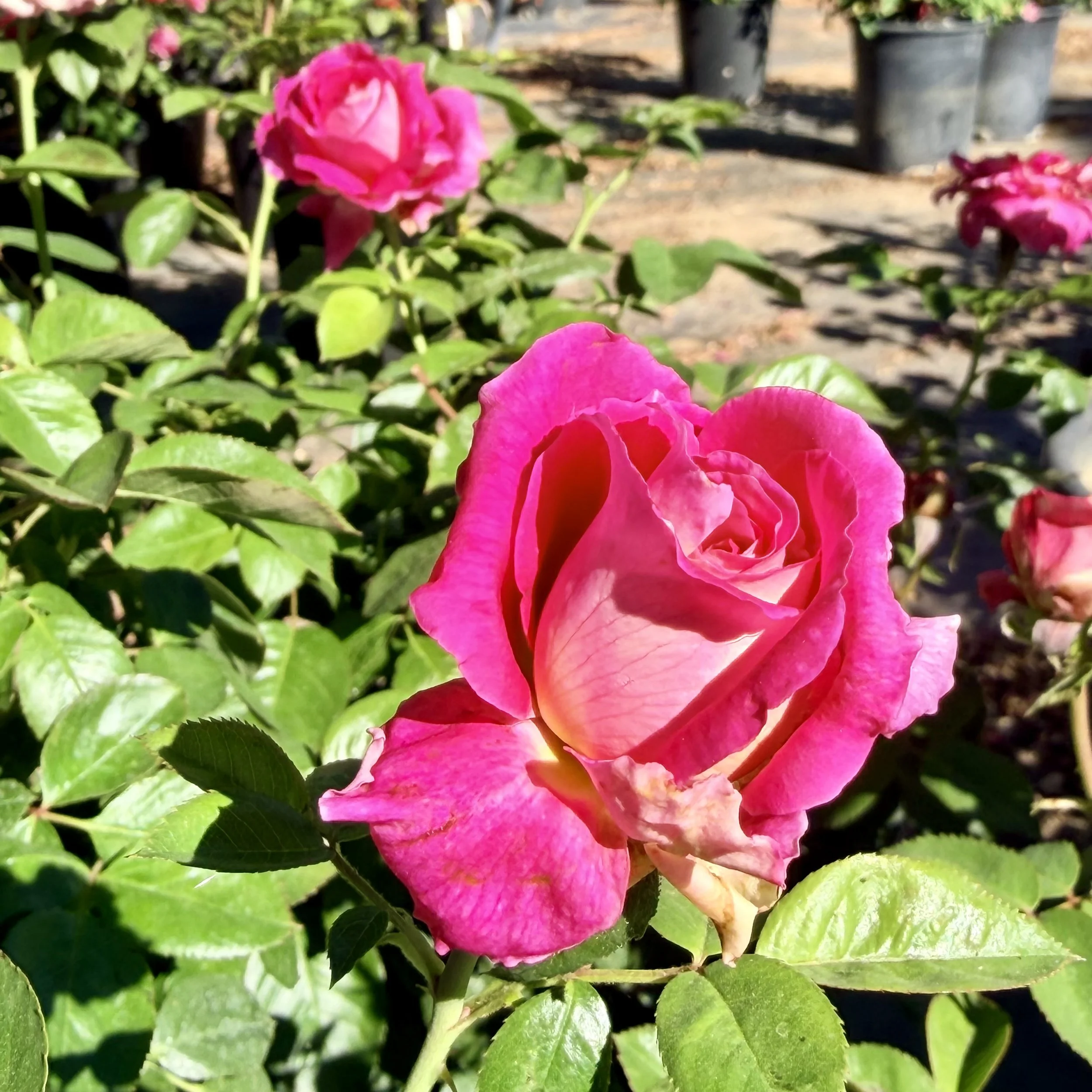 Close-up of bright pink and white roses surrounded by green leaves in a garden.