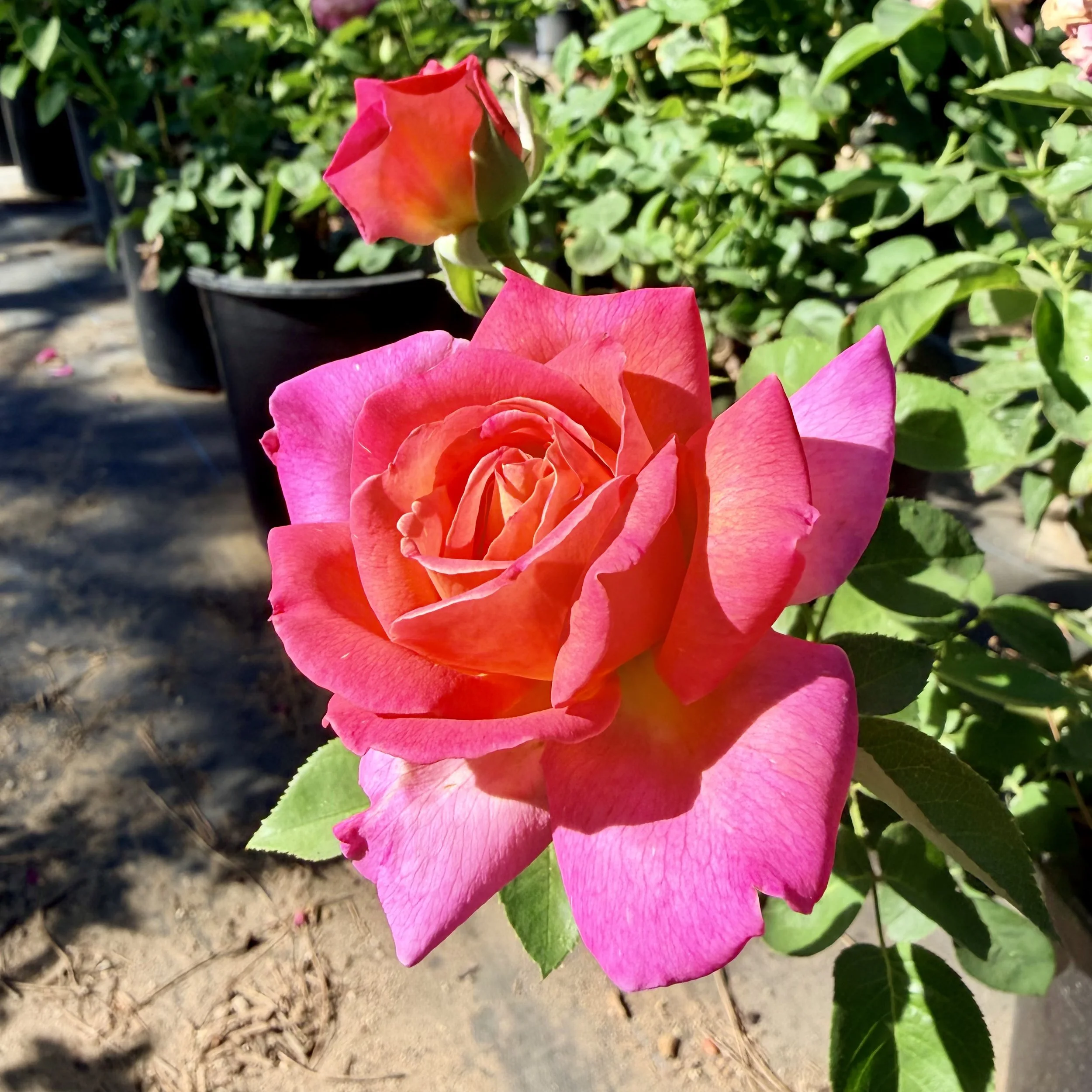 Close-up of a vibrant pink and orange rose in bloom, surrounded by green leaves, with soil and plant pots in the background.