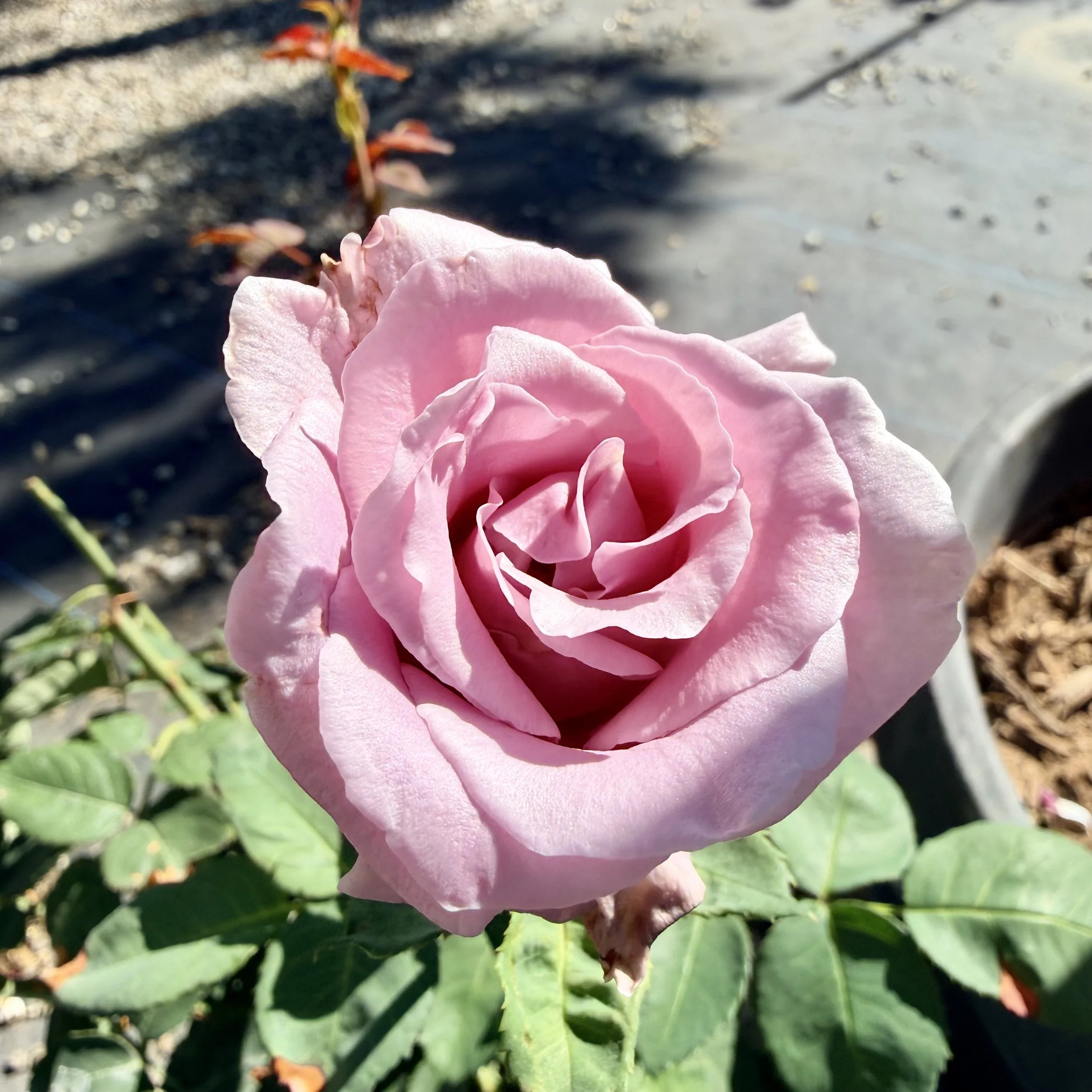 IMG_8111.jpeg