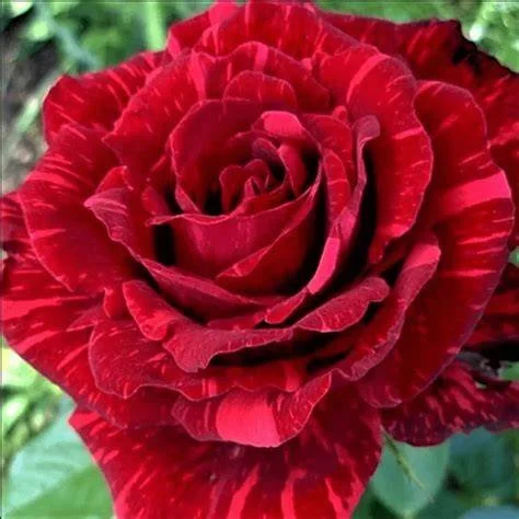 Red Intuition