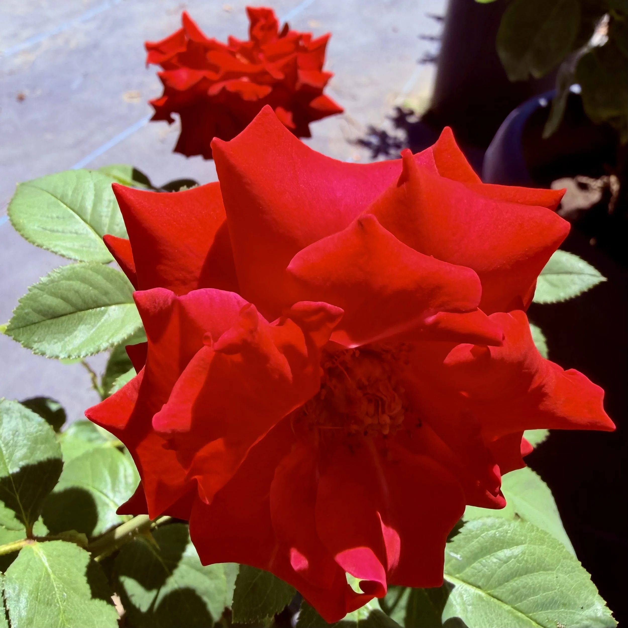 IMG_8018.jpeg