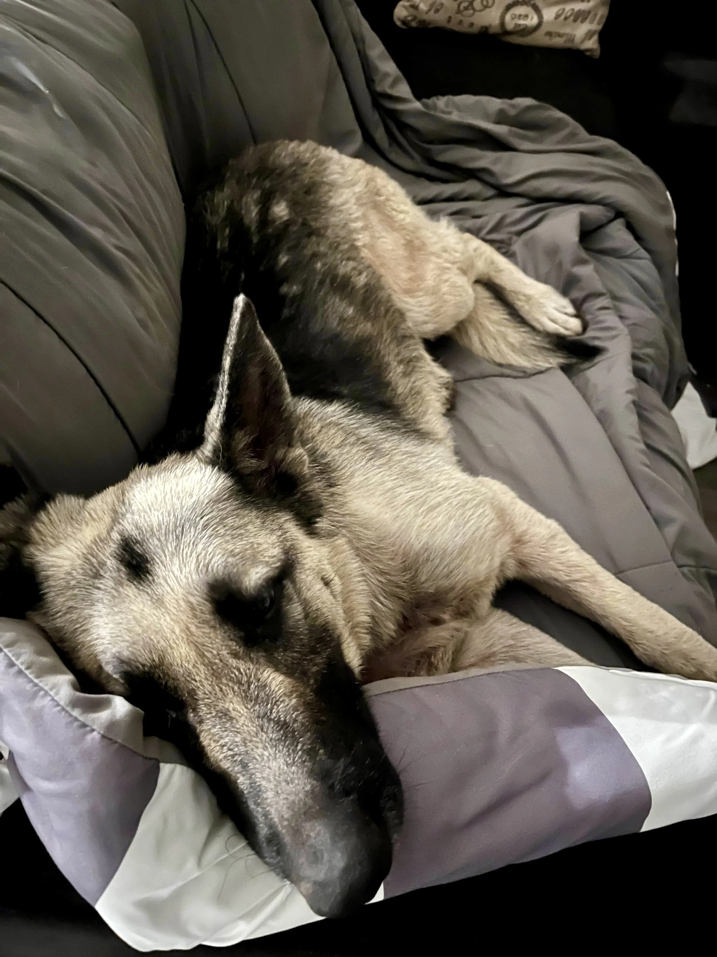 A German Shepherd lying on a gray and white quilted bed.