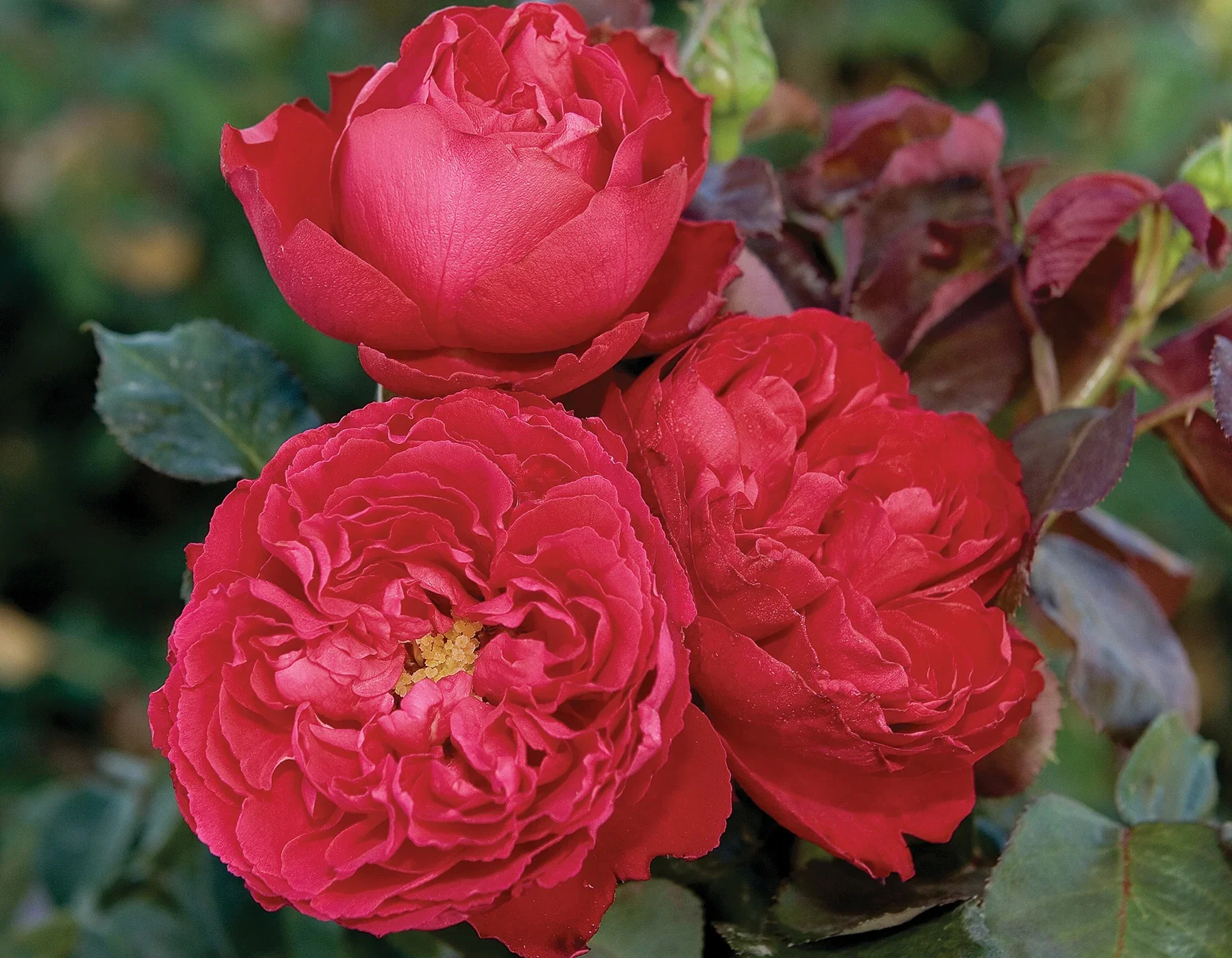 Traviata®