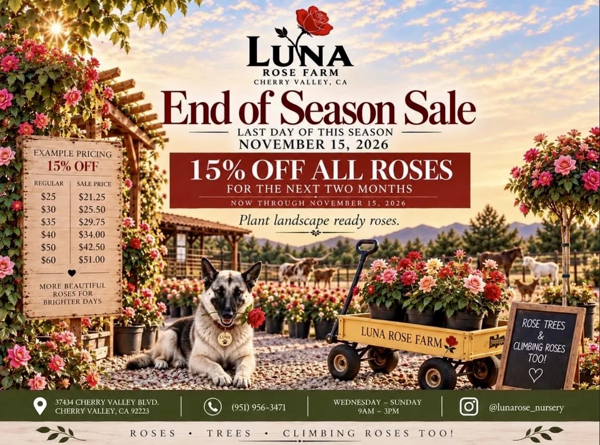 A promotional advertisement for Luna Rose Farm in Cherry Valley, California, announcing an end-of-season sale on roses, with 15% off all roses through November 15, 2026. The background features a nursery with blooming roses, a dog with a rose in its mouth, and a wheelbarrow filled with flowers. The flyer includes farm contact information, operating hours, a sale price chart, and social media handles.