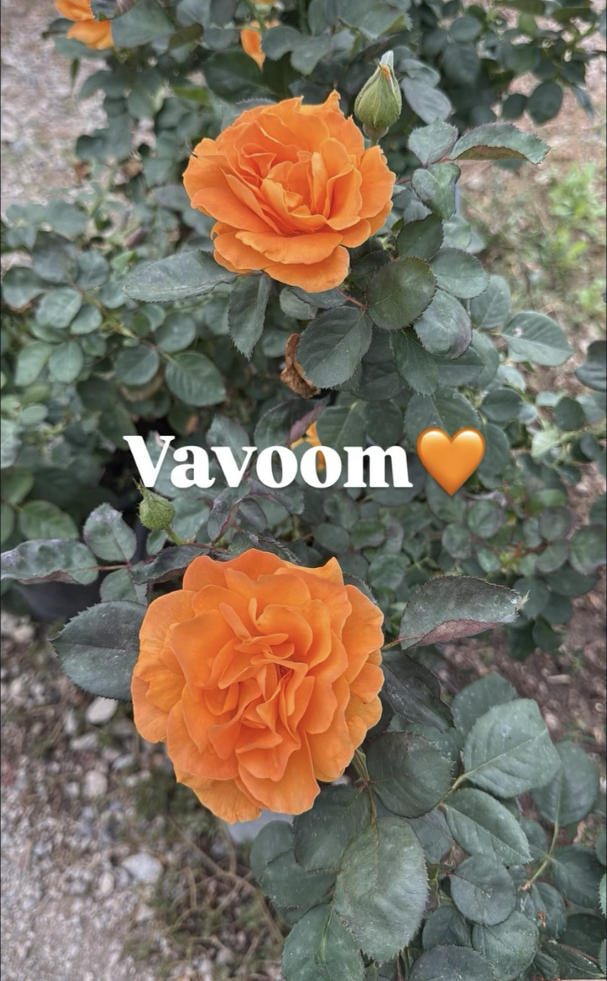 An orange rose in bloom with dark green leaves surrounding it, a rosebud nearby, and the word "Vavoom" with an orange heart emoji overlayed on the image.