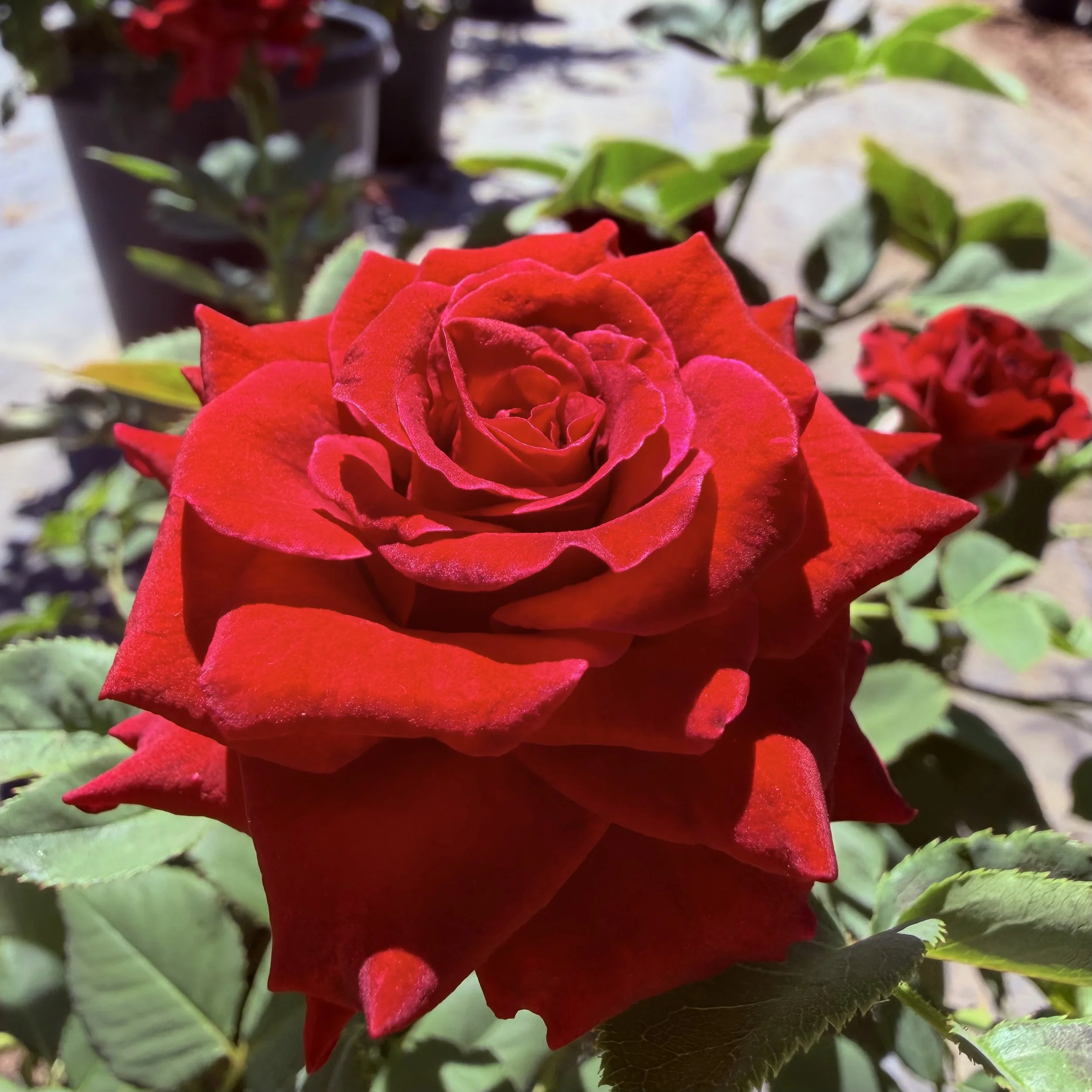IMG_8007.jpeg