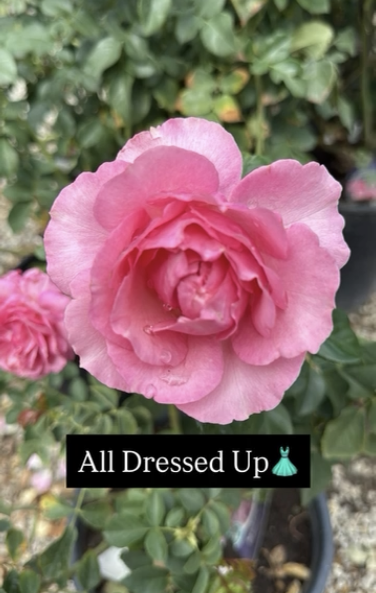 Close-up of a pink rose with water droplets on its petals, surrounded by green foliage.