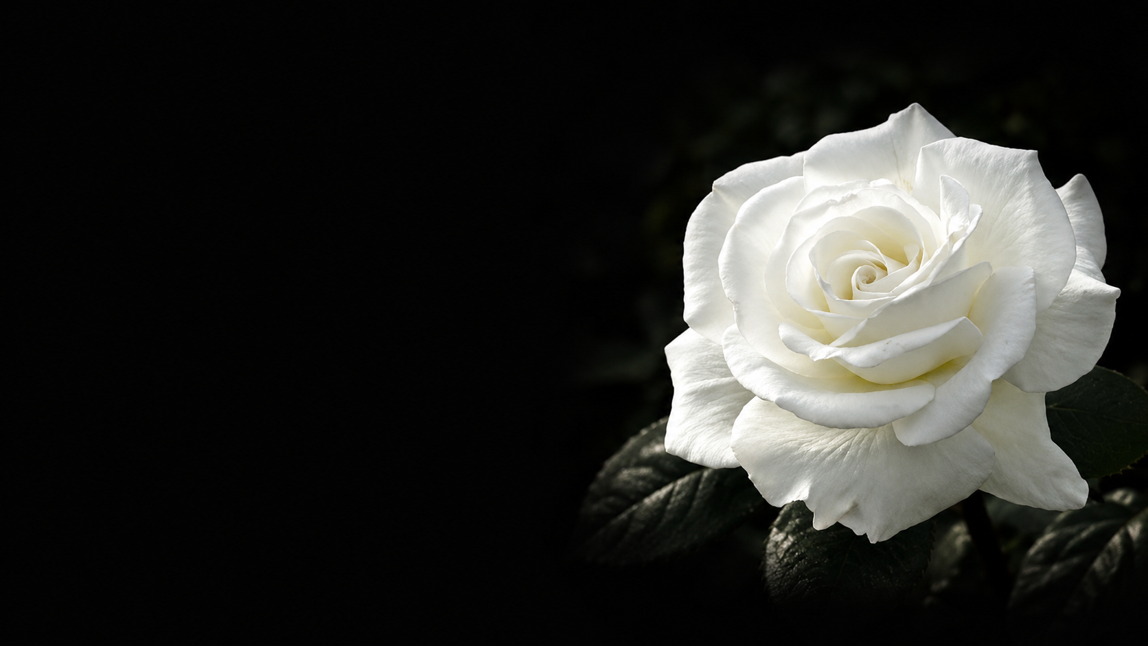 A white rose in full bloom against a dark background.