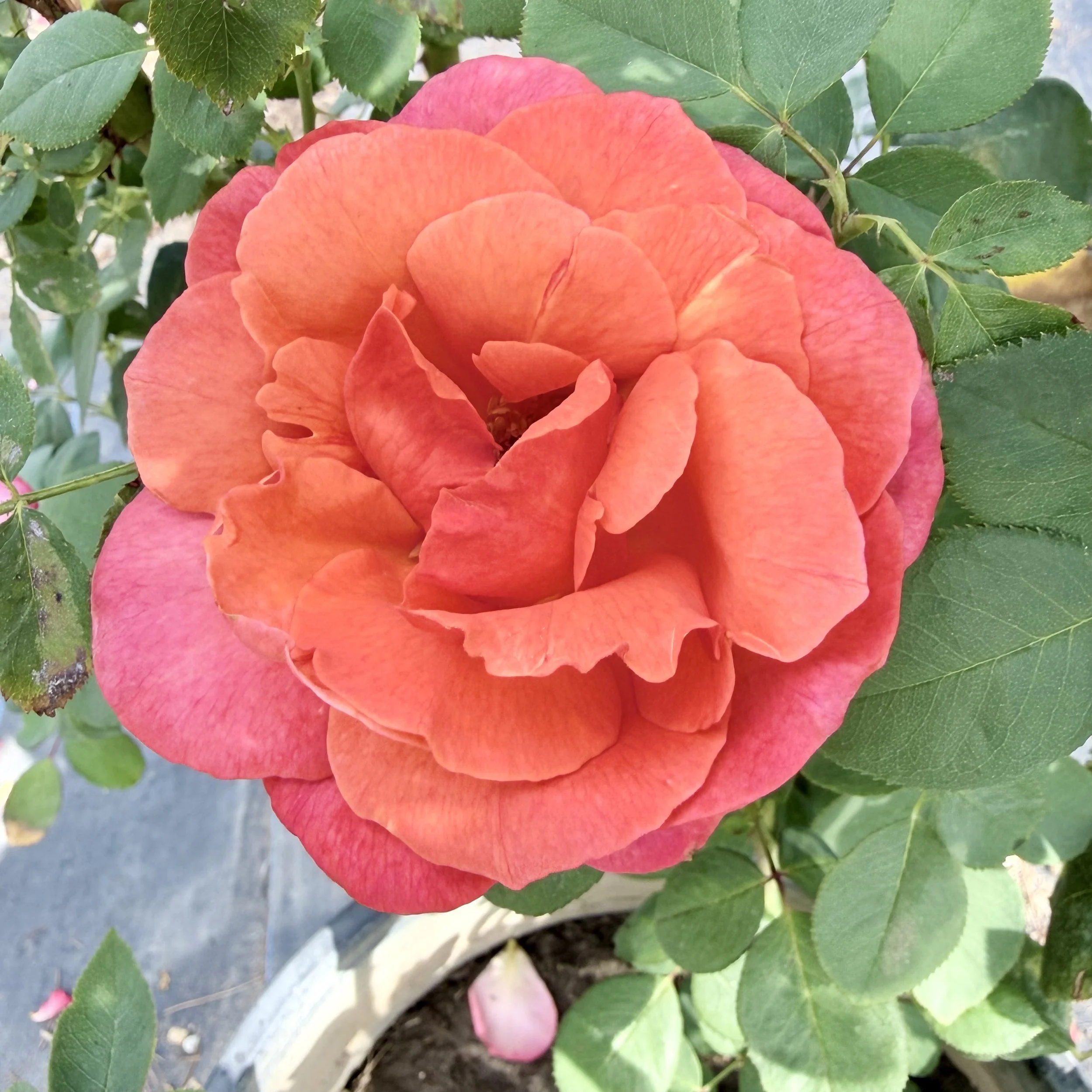 A large orange and pink rose with green leaves surrounding it, growing in a garden or potted plant.