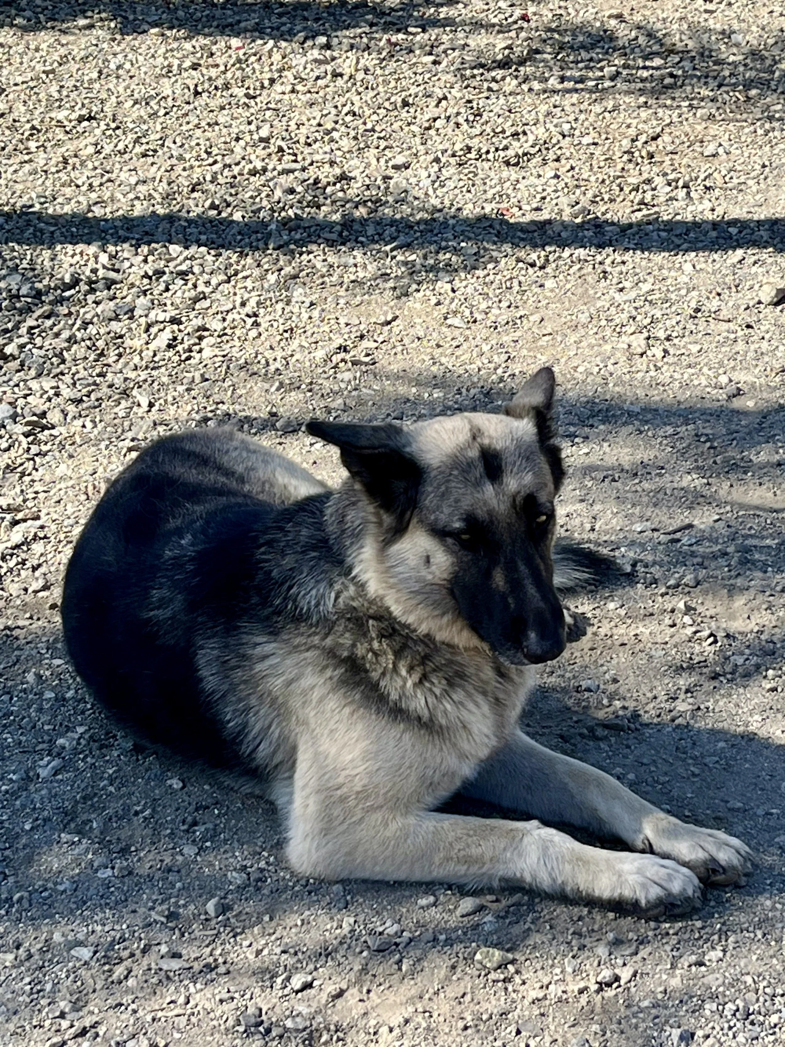 A German Shepherd dog lying on gravel ground with sunlight and shadows.