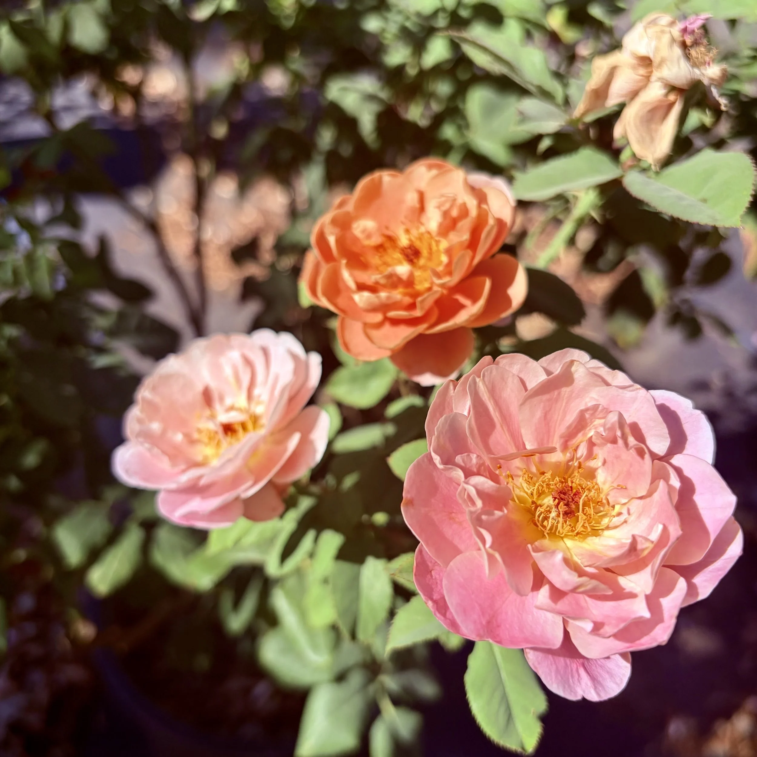 Close-up of orange and pink flowers with green leaves in the background.