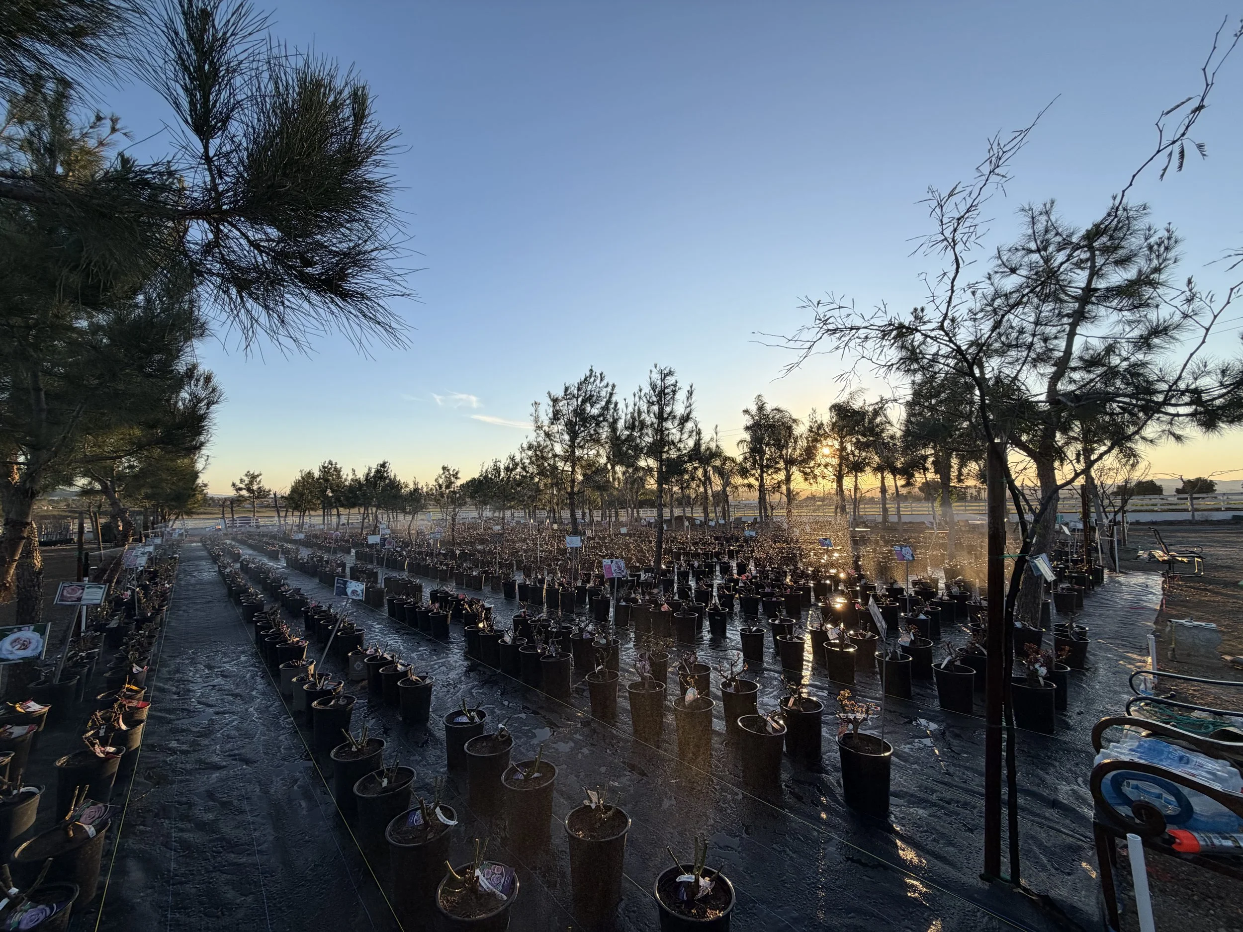 A large outdoor nursery or garden center at sunset with rows of potted plants and trees, and a clear blue sky.