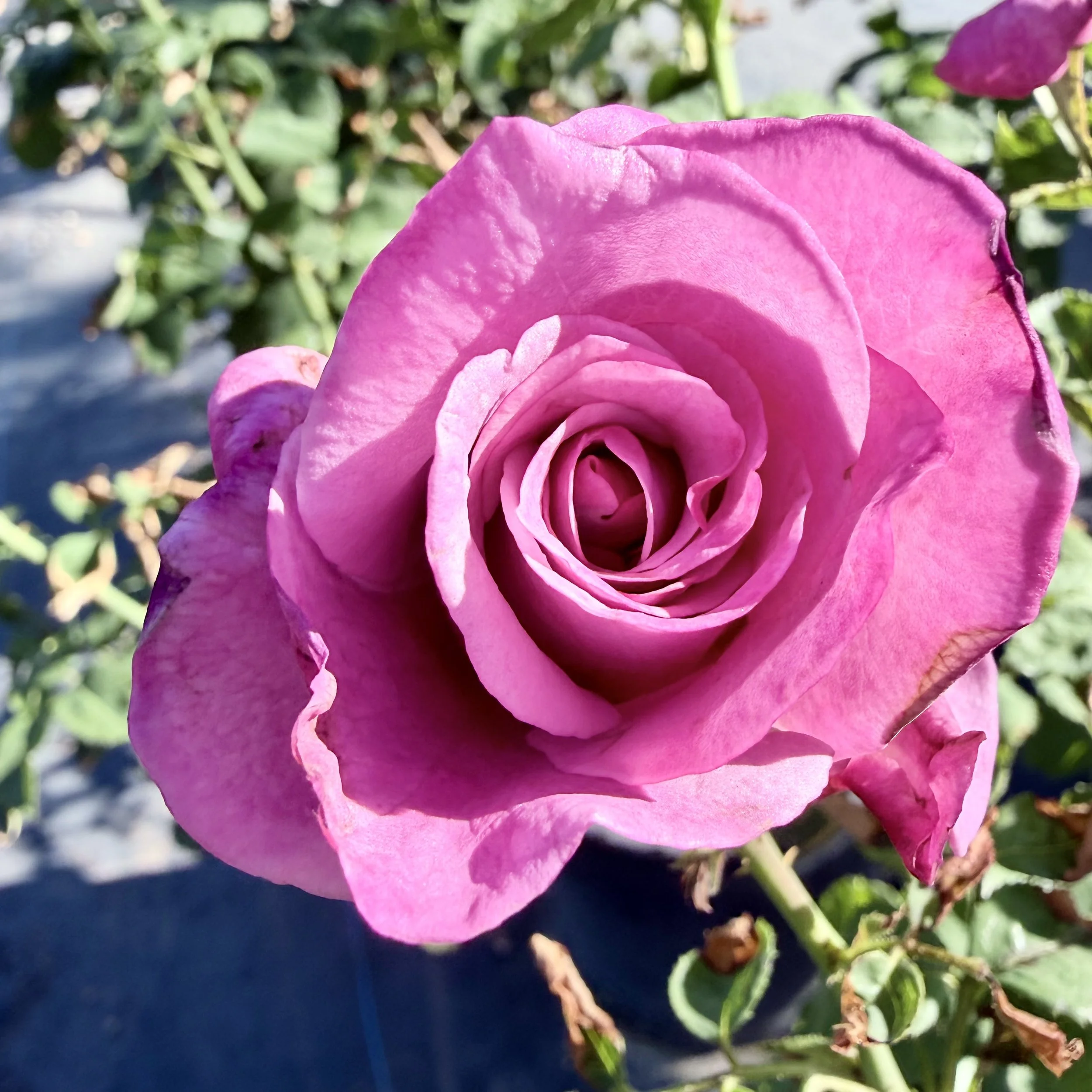 IMG_8373.jpeg
