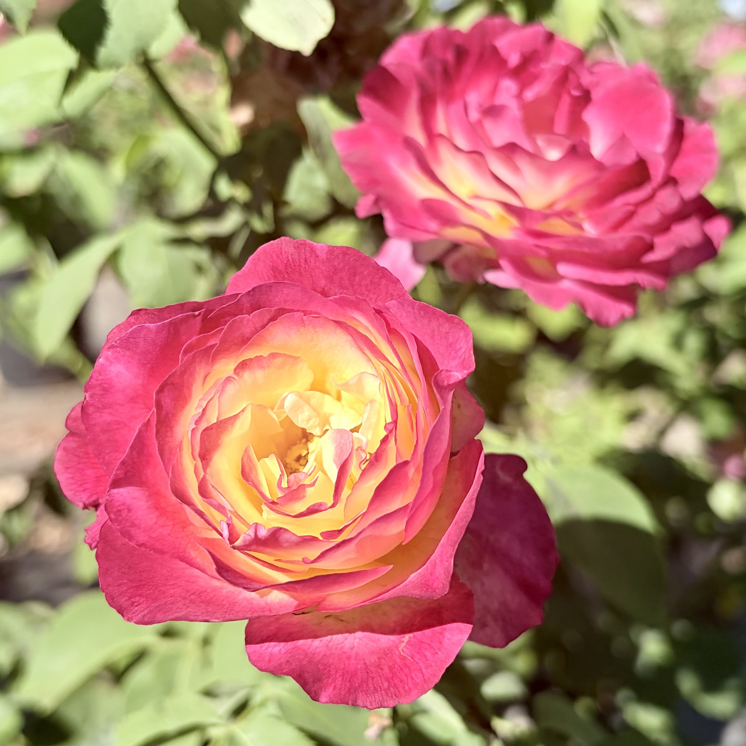 Close-up of a vibrant pink and yellow rose with blurred green leaves in the background.
