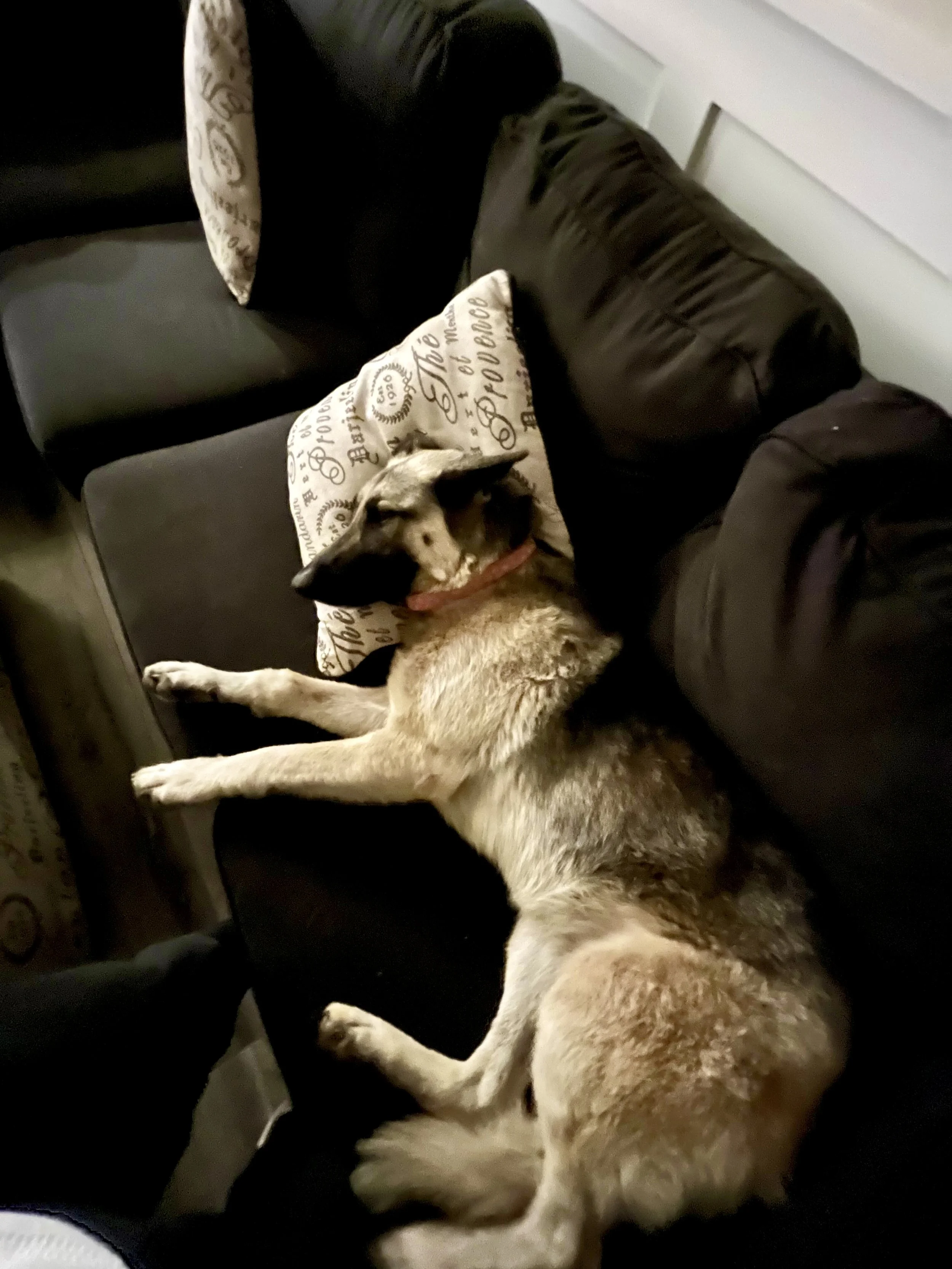 A dog sleeping on a black leather couch, with a decorative pillow under its head that says 'The Best of My Husband'.