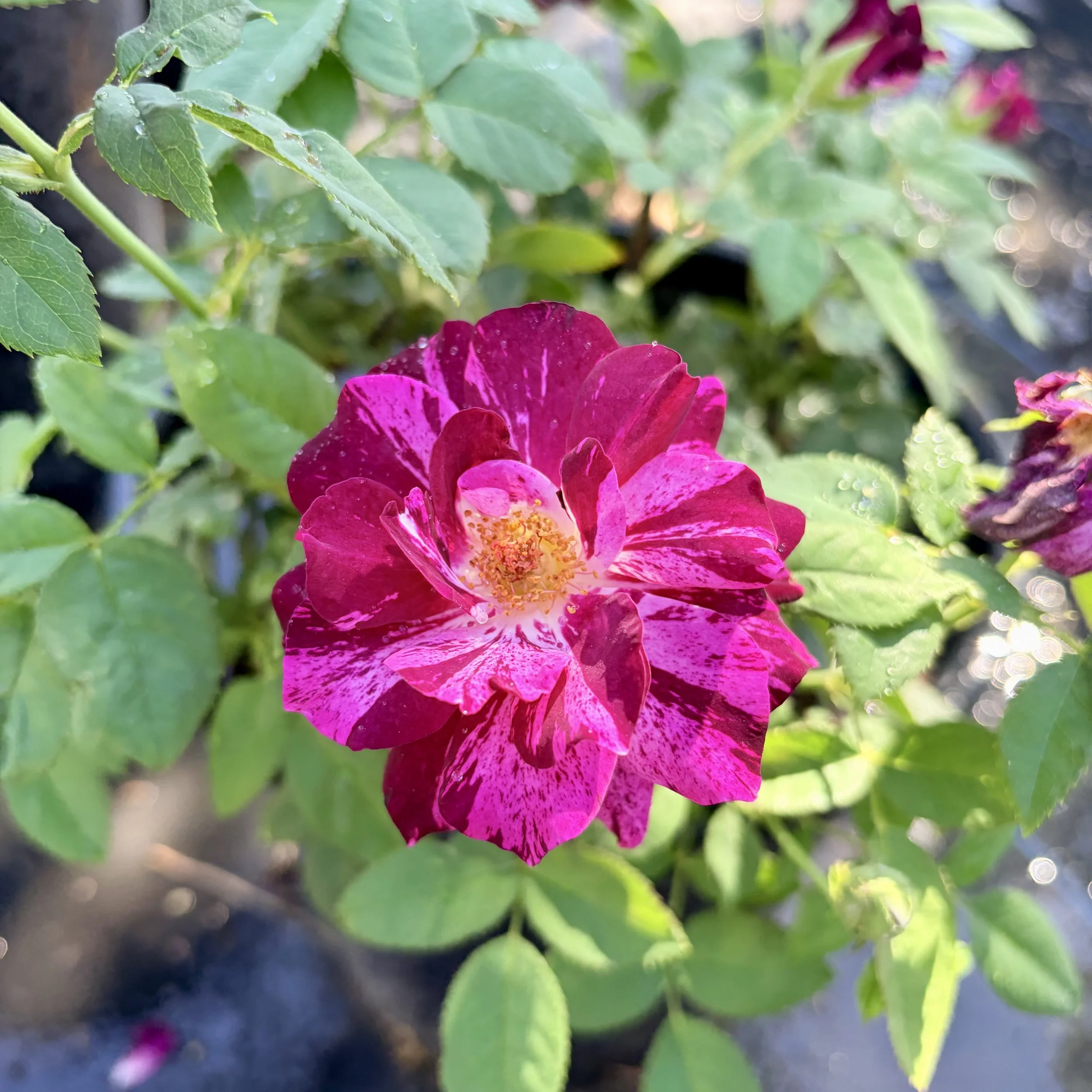 Close-up of green leaves and a pink flower with dewdrops.