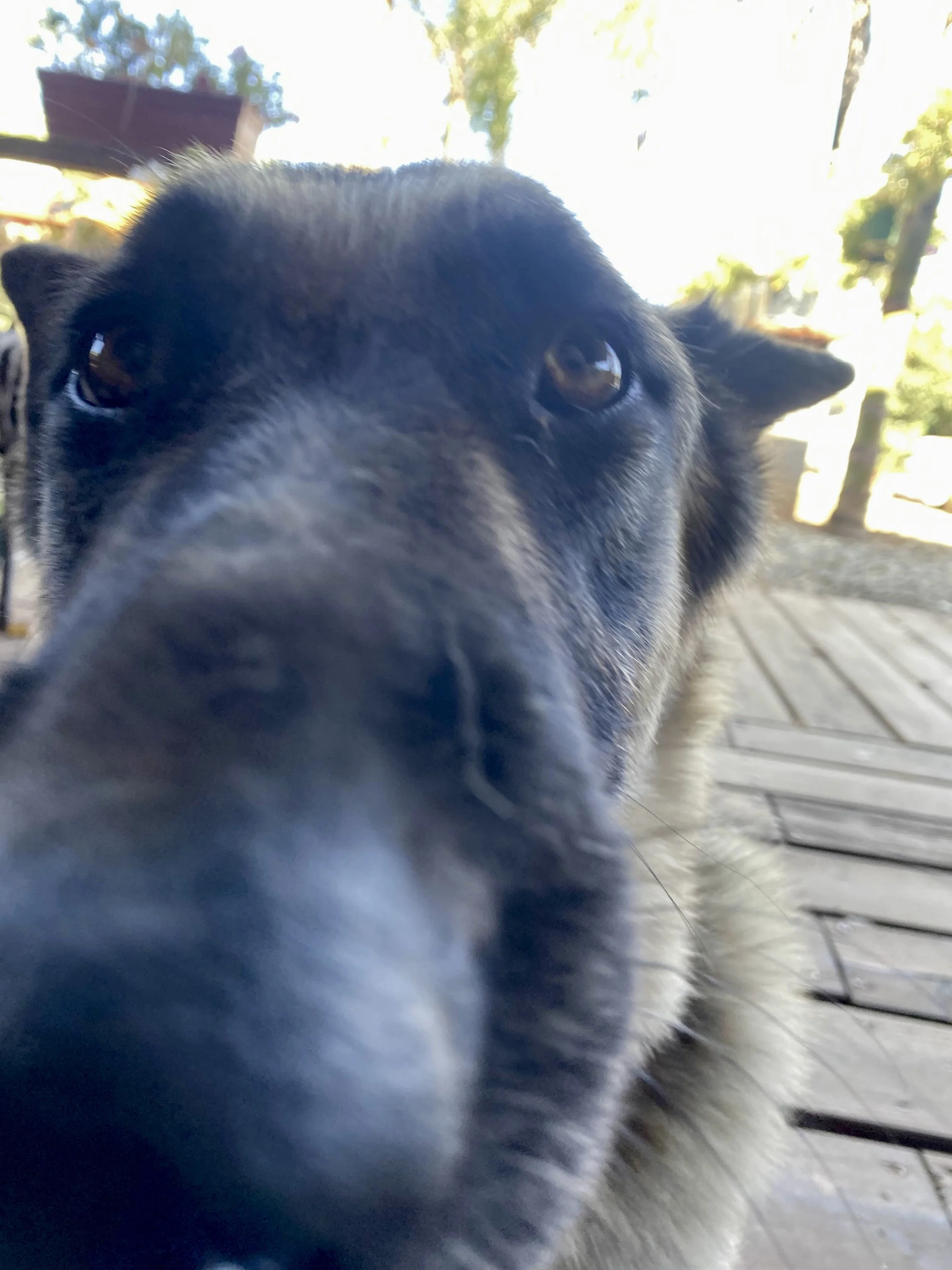 Close-up of a black and white dog with a wooden deck and some trees in the background.