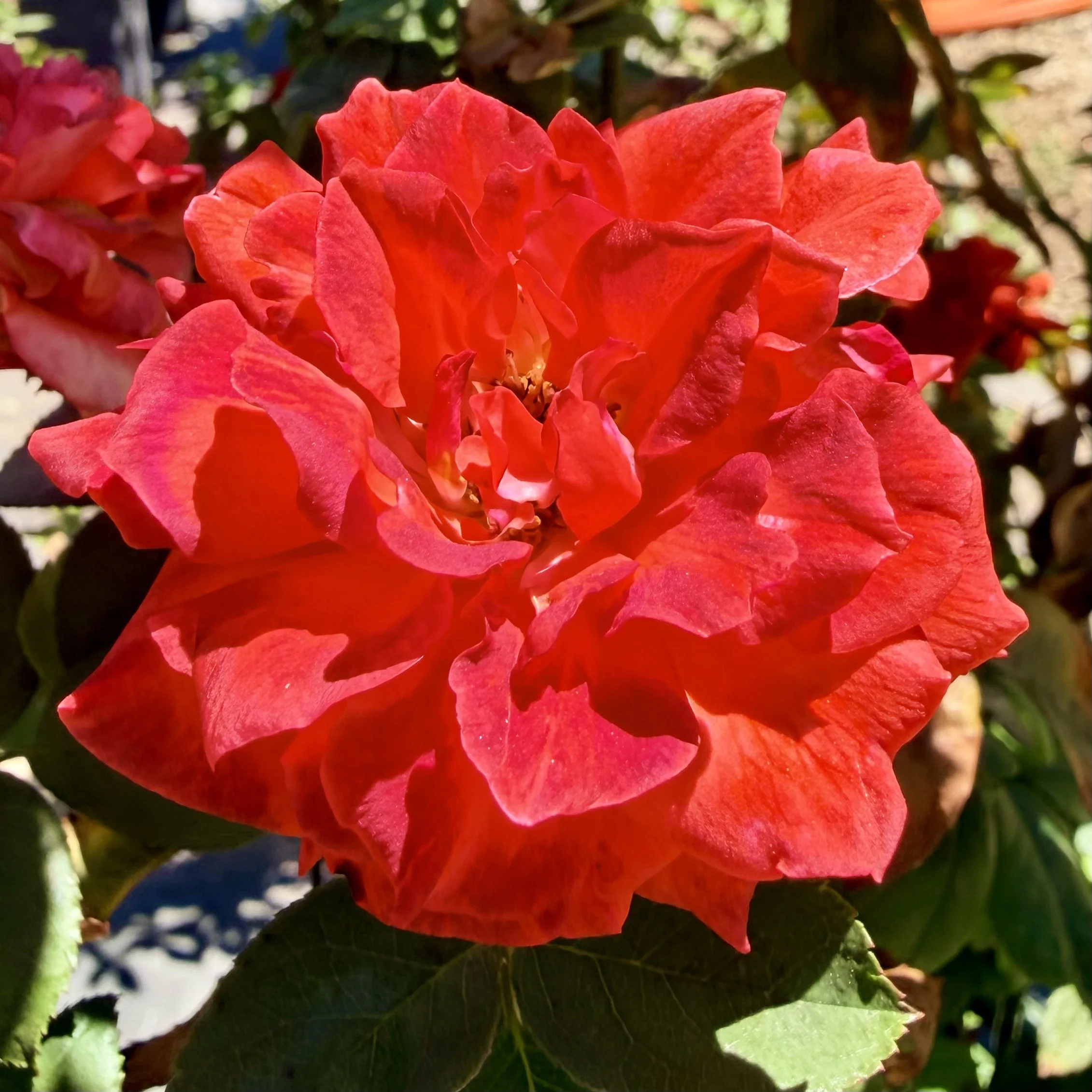 IMG_8025.jpeg