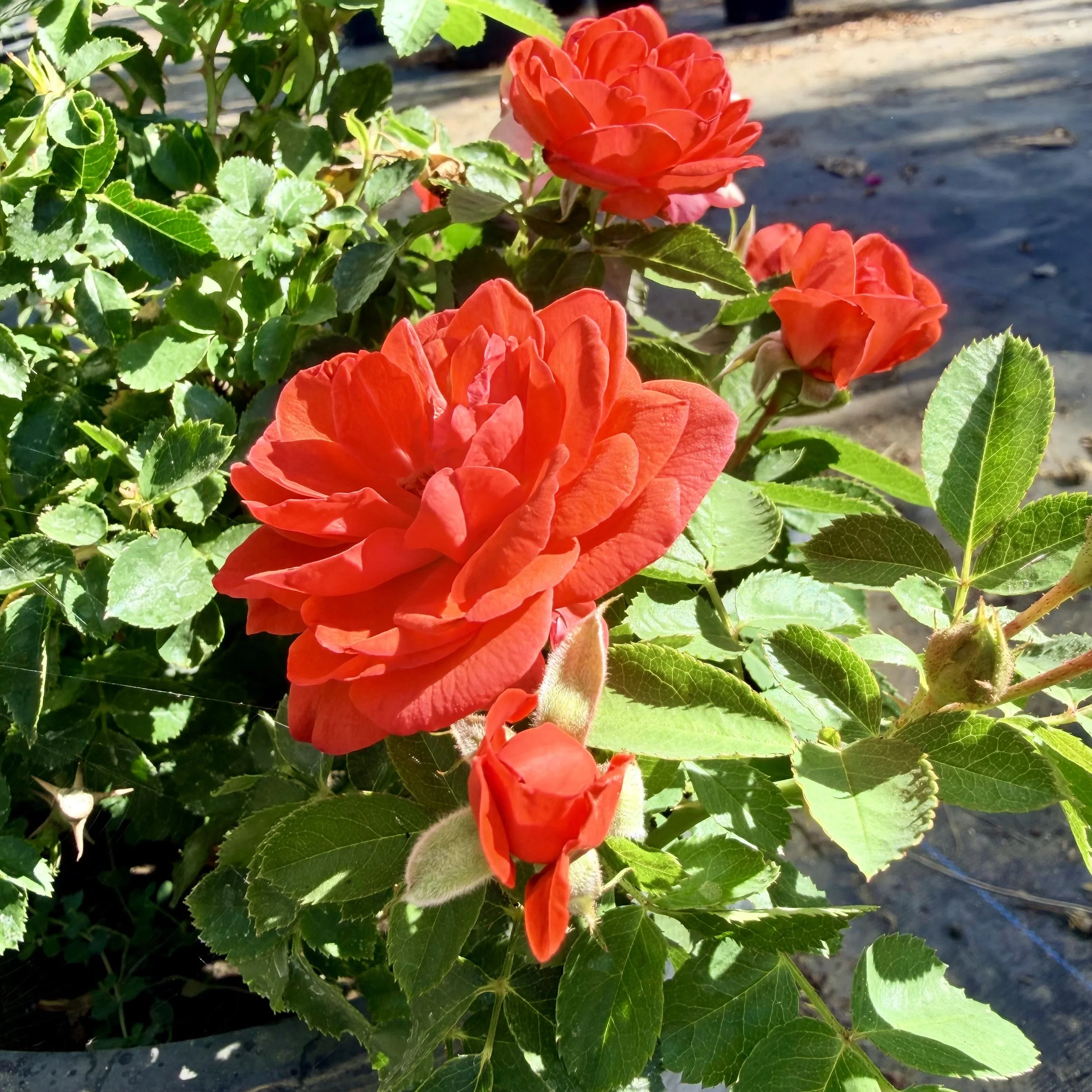 Bright red roses with green leaves growing in a garden bed with soil visible in the background.