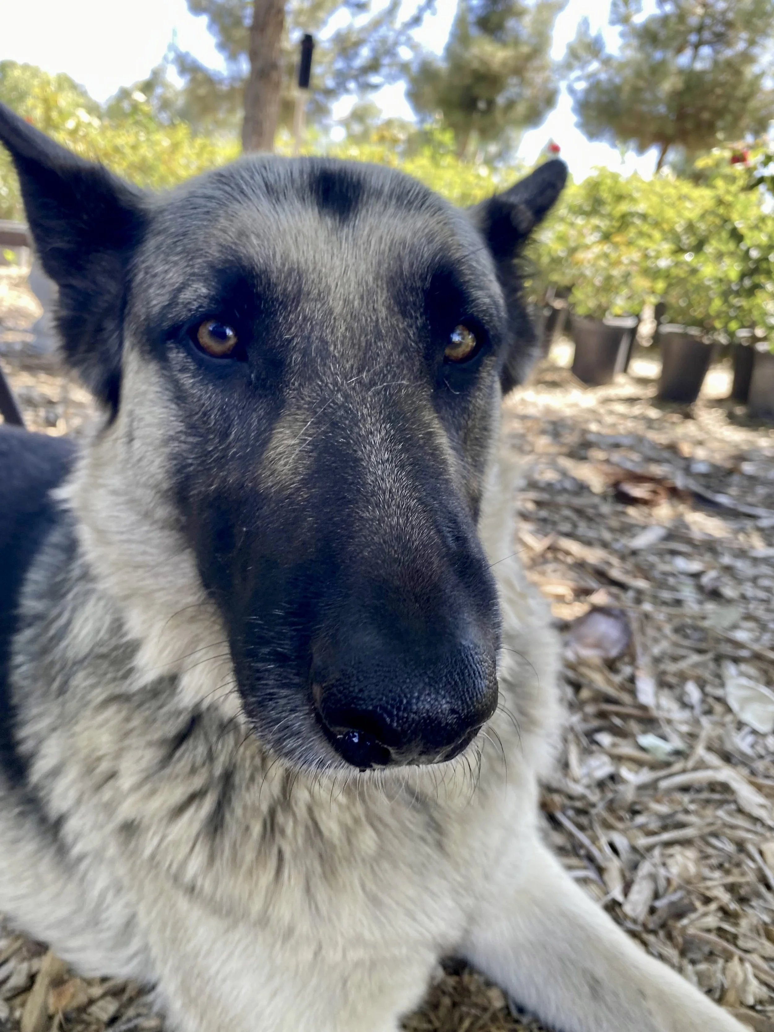 Close-up of a German Shepherd  dog with a black and white coat, dark eyes, in an outdoor setting with trees and potted plants in the background.